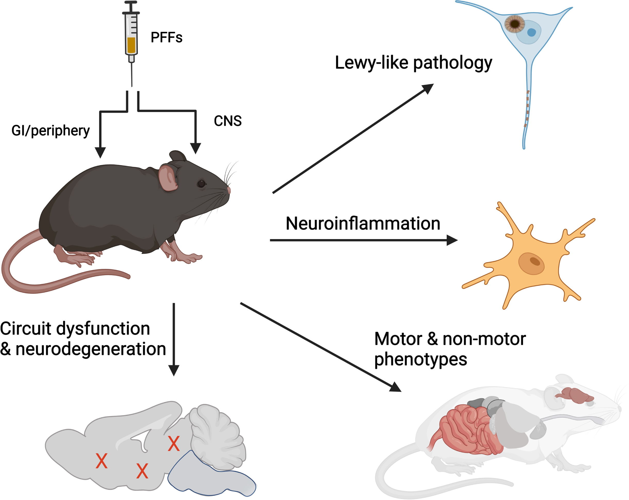 α-synuclein PFFs induce multiple features of PD in vivo. Administration of recombinant α-synuclein PFFs to the CNS or peripheral organs recapitulates 4 characteristic features observed in human PD, including accumulation and spread of Lewy-like pathology, dysfunction or degeneration of selective neuronal circuits, and neuroinflammation. Illustration prepared using BioRender.