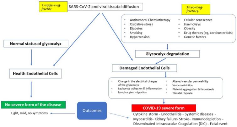 Potential clinical evolution following infection by SARS-CoV-2 in relation to the conditions of the vascular endothelium at the glycocalyx level (see text for further explanation).
