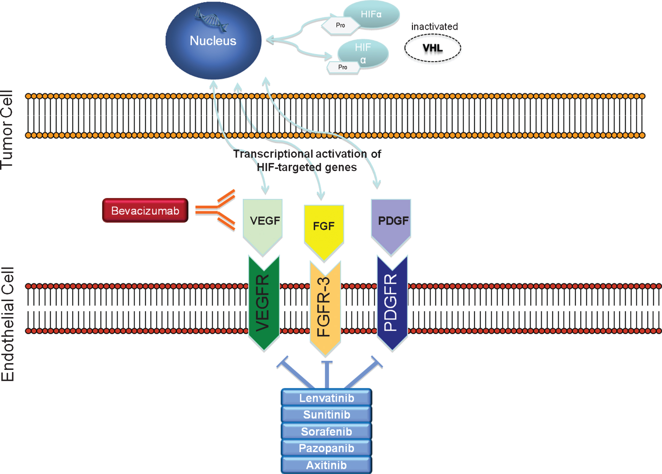 Renal cell carcinoma‘s disease biology: inactivated VHL gene leads to overexpression of HIF. Genes activated by HIF transcript growth factors such as VEGF, PDGF and FGF.