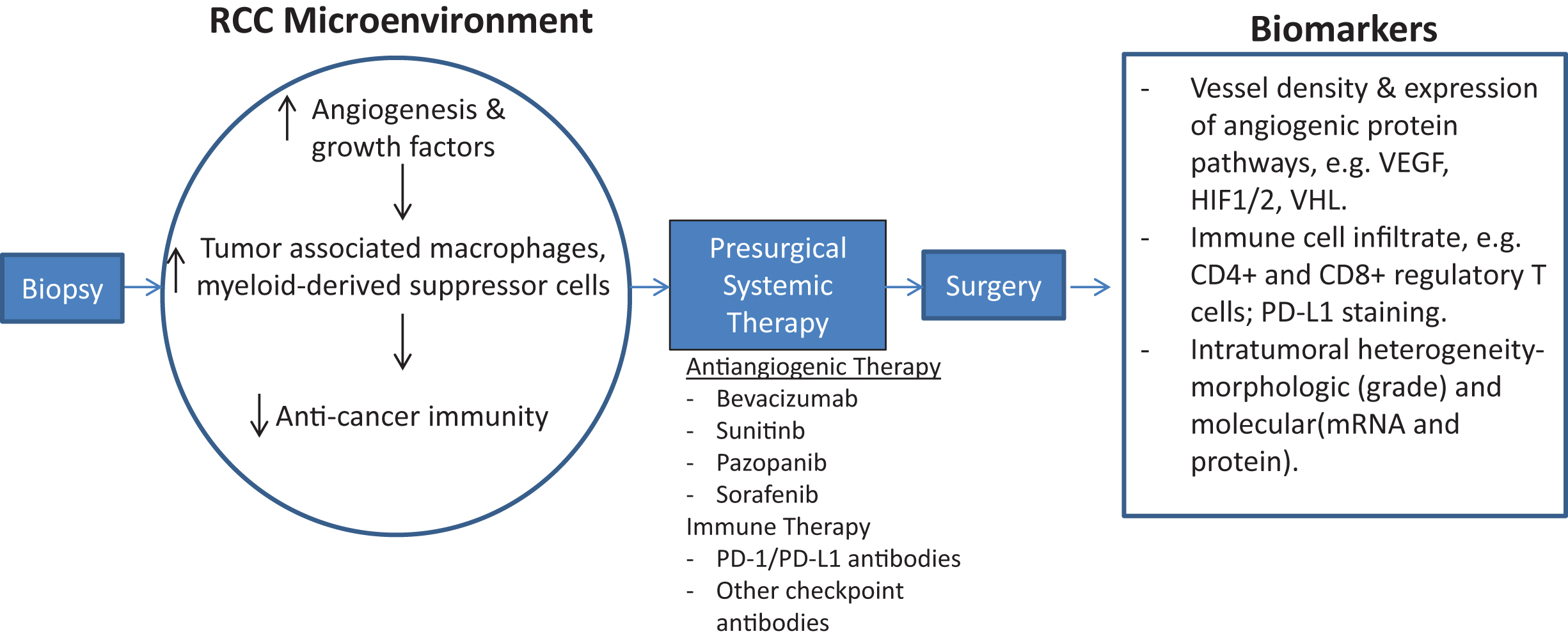 Schematic of early-phase clinical trial for presurgical systemic antiangiogenic therapy in metastatic RCC. Sequential tissue acquisition pre and post systemic therapy allows for identification of biologic drivers of cancer progression as well as predictive and prognostic biomarker development.