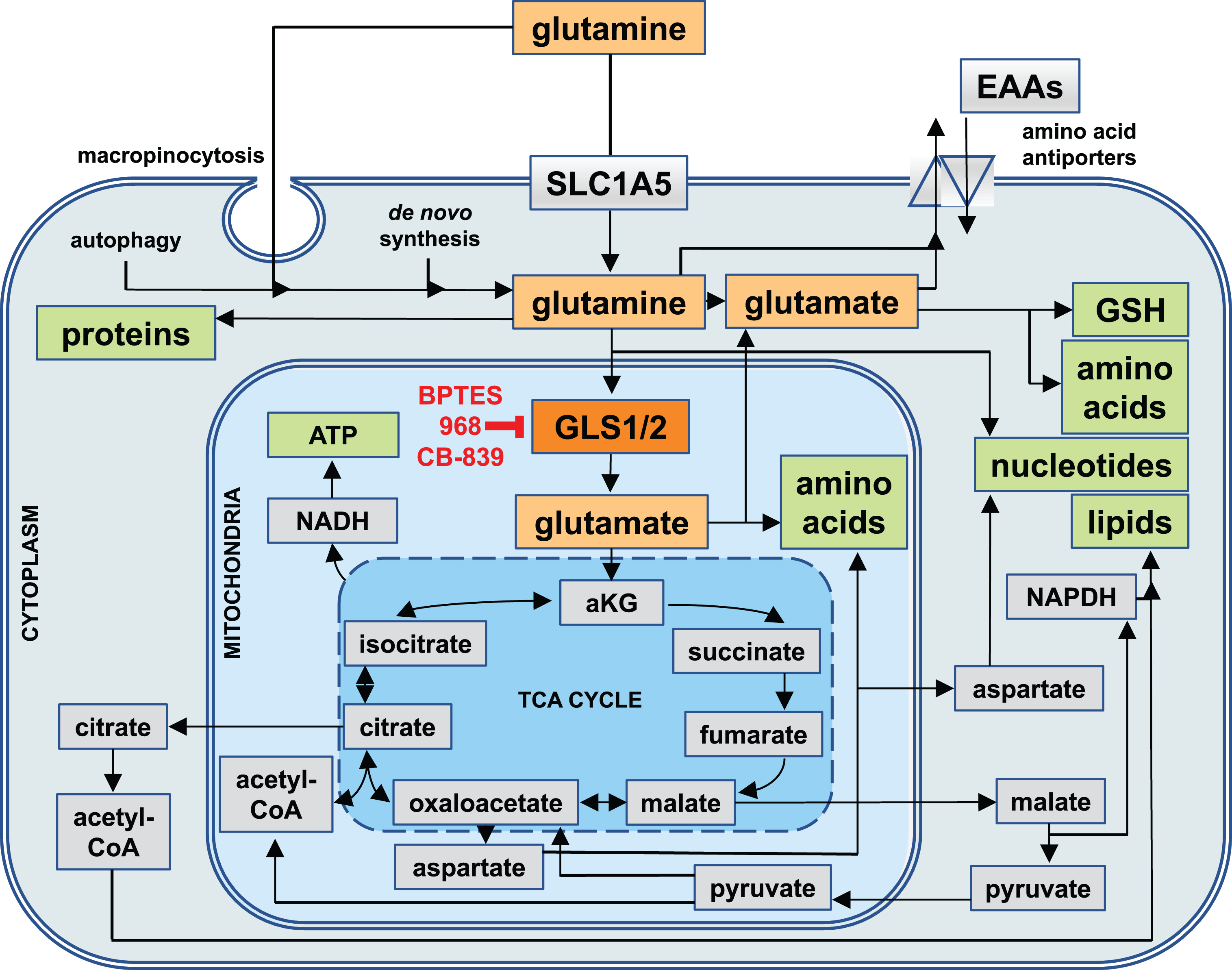 Cellular Uptake Routes and Intracellular Utilization of Glutamine. Glutamine (yellow) is either synthesized by cells de novo, taken up through the solute carrier 1A5 (SLC1A5), or derived from the intracellular breakdown of macromolecules (autophagy). Glutamine and its metabolic product, glutamate (orange), can be exported from cells in exchange for other essential amino acids (EAAs). Intracellularly, they are involved in a wide range of metabolic pathways that serve to generate other amino acids and glutathione (GSH) as well as precursors for the biosynthesis of nucleotides and reducing equivalents in the form of nicotinamide adenine dinucleotide (NADH) and NADH phosphate (NADPH) for generating energy and lipids. Most of glutamine is utilized by mitochondria, where the enzyme glutaminase 1 (GLS1, red) or glutaminase 2 (GLS2, not shown) convert glutamine into glutamate, which in the form of alpha-ketoglutarate (aKG) can enter the tricarboxylic acid cycle (TCA cycle). GLS1 is the target of glutaminase inhibitors such as BPTES, 968, and CB-839.