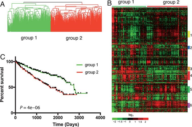 Differential expression of 2,621 genes in ccRCC patients from TCGA predicts survival. Unsupervised average linkage cluster based on the expression levels of 2,621 genes separated the 480 ccRCC patients into 2 main groups (A). Heatmap of this classification showed distinct gene expression patterns in these patients (B). Gene cluster 1 (yellow bar) was enriched with metabolism genes. Gene cluster 2 (blue bar) was enriched with genes promoting virus defense response and B and T cell activation. Genes involved in B, T and NK cell functions as well as antigen processing and presentation were enriched in gene cluster 4 (red bar). Gene cluster 3 (orange bar) was enriched with genes involved in cell cycle. Gene cluster 5 (green bar) was enriched with extracellular matrix (ECM) proteins. Gene cluster 6 (purple bar) was enriched with genes that are highly expressed in the normal kidney cortex. Patients in the 2 main groups had different outcomes determined by Kaplan-Meier analysis (C).