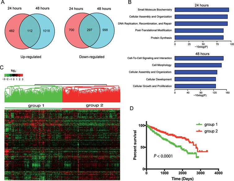 Transcriptome (RNA-Seq) analysis of miR-22 overexpression in primary ccRCC cells identifies prognostic gene signatures in TCGA dataset. (A) Veen diagram illustrate genes≥1.5-fold upregulated (left) or downregulated (right) following transfection of miR-22 mimic into ccRCC cells. (B) Significantly enriched biological functions (by Ingenuity Pathway Analysis) associated with transfection of miR-22 mimic into cells at each of the two time points. (C) Hierarchical clustering of TCGA samples across the 308 genes affected by miR-22 mimic transfection into ccRCC cells (common among both time points). Note, two main sample clusters are observed (red and blue bars). (D) Kaplan-Meier survival analysis comparing the two TCGA sample clusters from above; P-value (log-rank test) indicated.