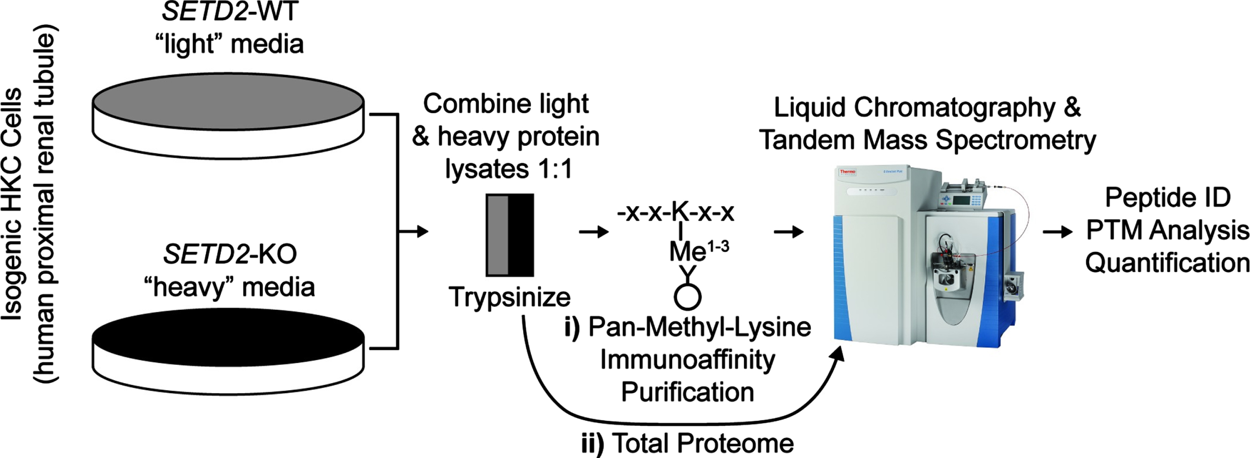 Workflow for the identification and quantification of peptides in wild type and SETD2-knock out human kidney cell lines. Above is the workflow for i) lysine methylated (lysine methylome) and ii) all peptides (total proteome). WT = wild type; KO = knock out. X = any amino acid; K = lysine. ID = identification. PTM = post-translational modification.