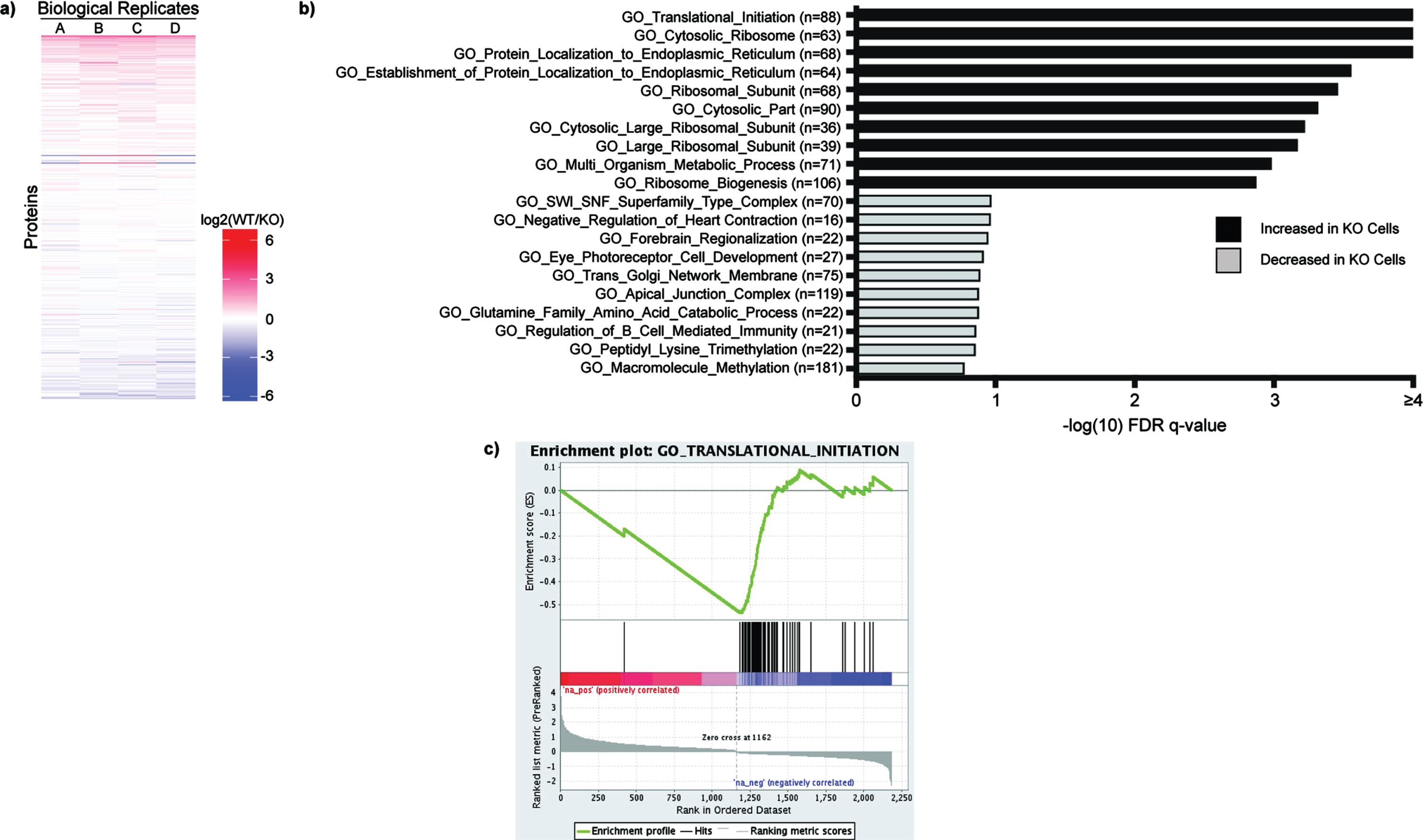 Total Proteome Analysis Demonstrates Changes in Protein Translation in SETD2-KO Cells. a) Individual proteins are up- and down-regulated in WT versus SETD2-KO HKC cell lines. WT/KO protein ratios are ranked and evaluated for Gene Set Enrichment Analysis (GSEA) using the Gene Ontology datasets. Gene sets with an FDR q-value <  0.25 were considered to be significant (-log10 = 0.60). b) Displayed are the ten most significant gene sets that are increased and decreased in SETD2-KO cells relative to wild type cells. c) The Gene Ontology signature with the lowest FDR q-value is GO_Translational_Initiation, which demonstrates increased levels of several proteins involved in protein translation in the SETD2-KO cell lines.