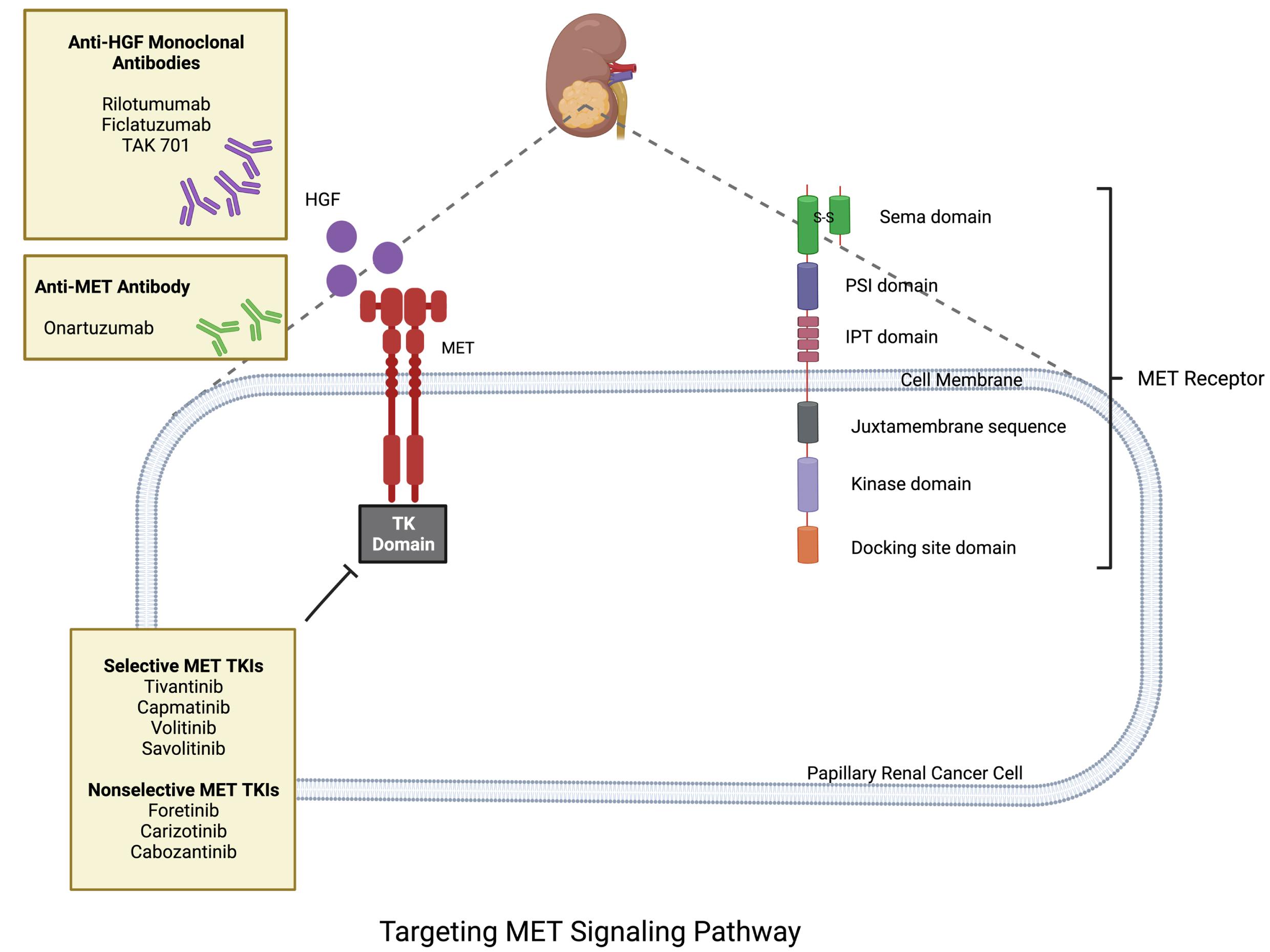 Biology of MET pathway in PRCC.