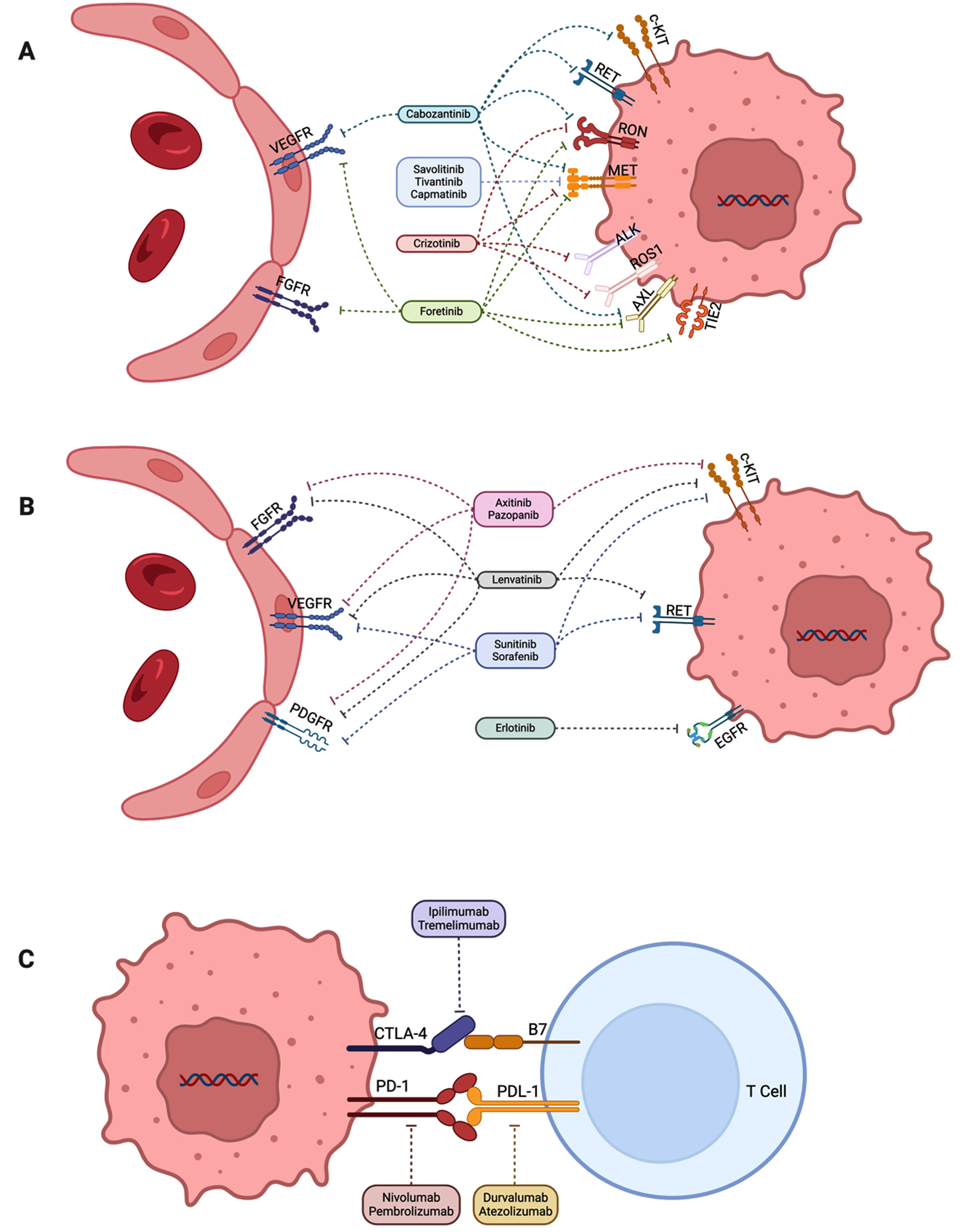 Key molecular targets in papillary renal cell carcinoma. Figure was developed courtesy of BioRender®. (A) Tyrosine kinase inhibitors targeting MET among other receptors. (B) Tyrosine kinase inhibitors not targeting MET receptor. (C) Immune checkpoint inhibitors.