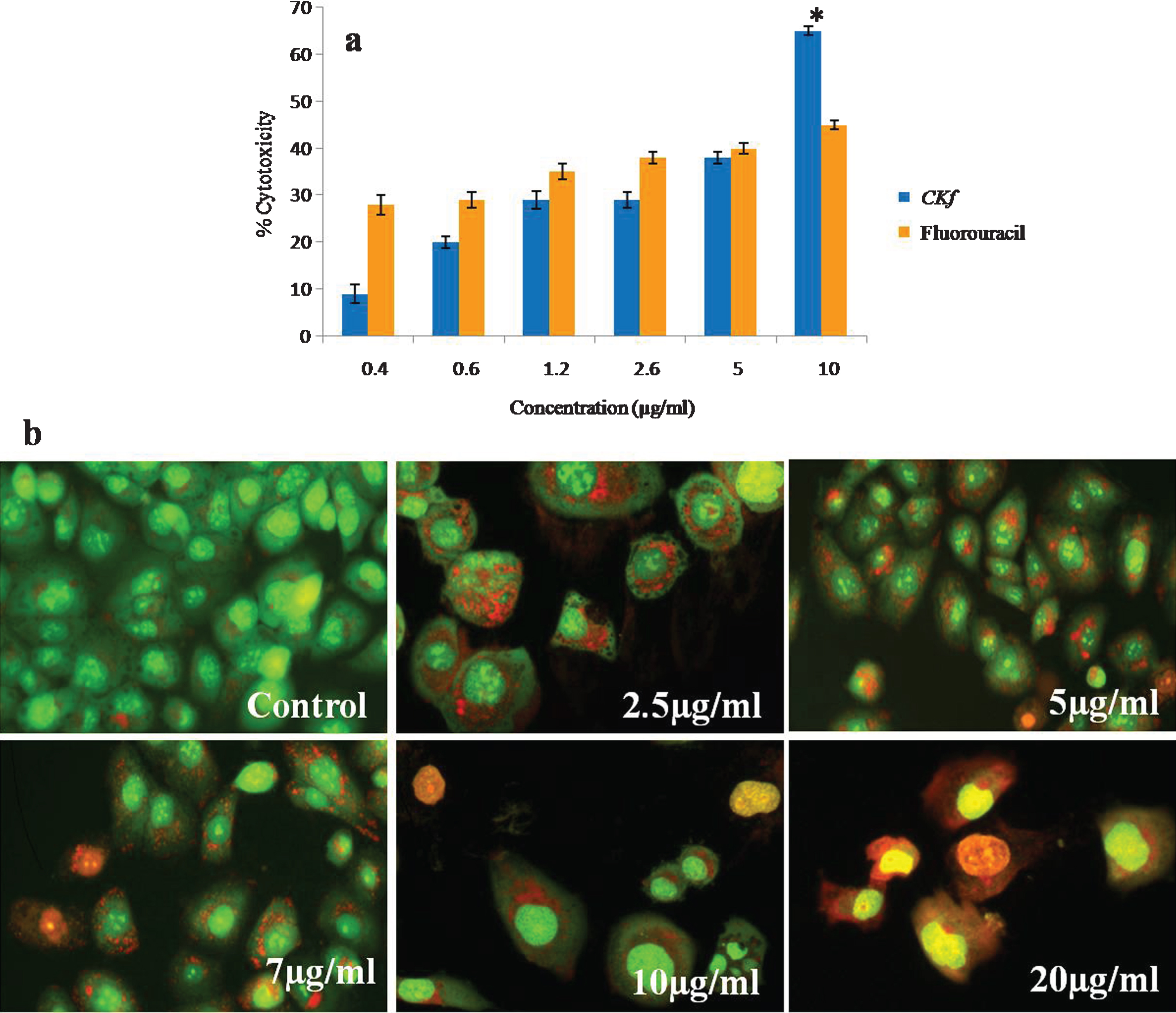 Cytotoxicy analysis of CKf on DU-145 cells. a) MTT assay; *statistically significant compared to the higher dose of fluorouracil (p < 0.05). b) Acridine orange ethidium bromide staining on DU-145 cells for evaluating apoptosis. Values are expressed as Mean±SD of three independent experiments.