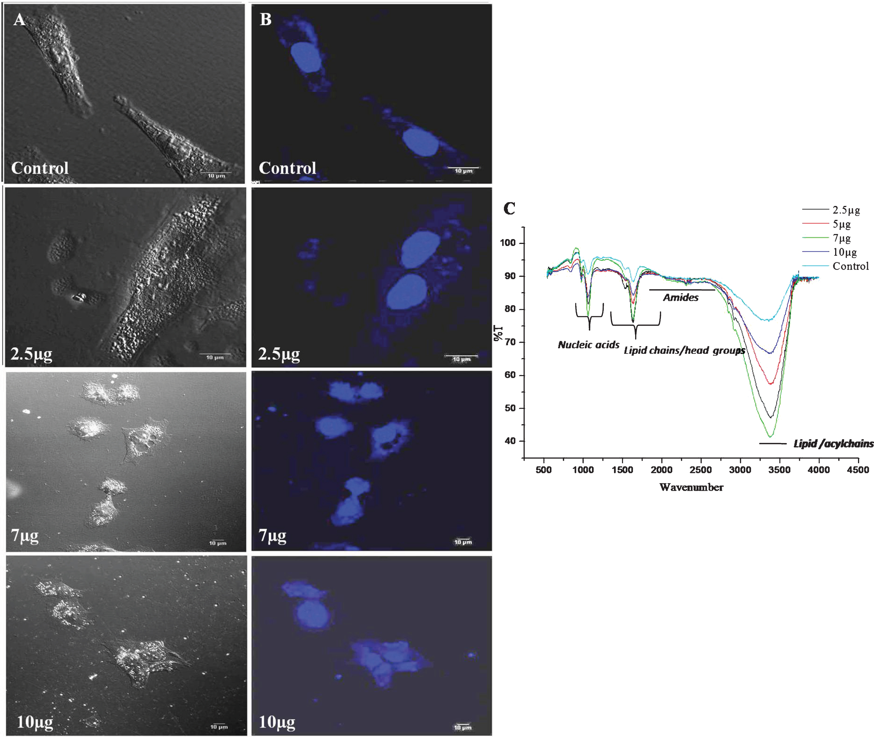 Confocal microscopy and FTIR analysis of control and CKf treated DU-145 cells. A: Normal confocal image B: Confocal image of DAPI stained cells. C: FTIR analysis of control and CKf treated DU-145 cells. All the experiments were done in triplicate.