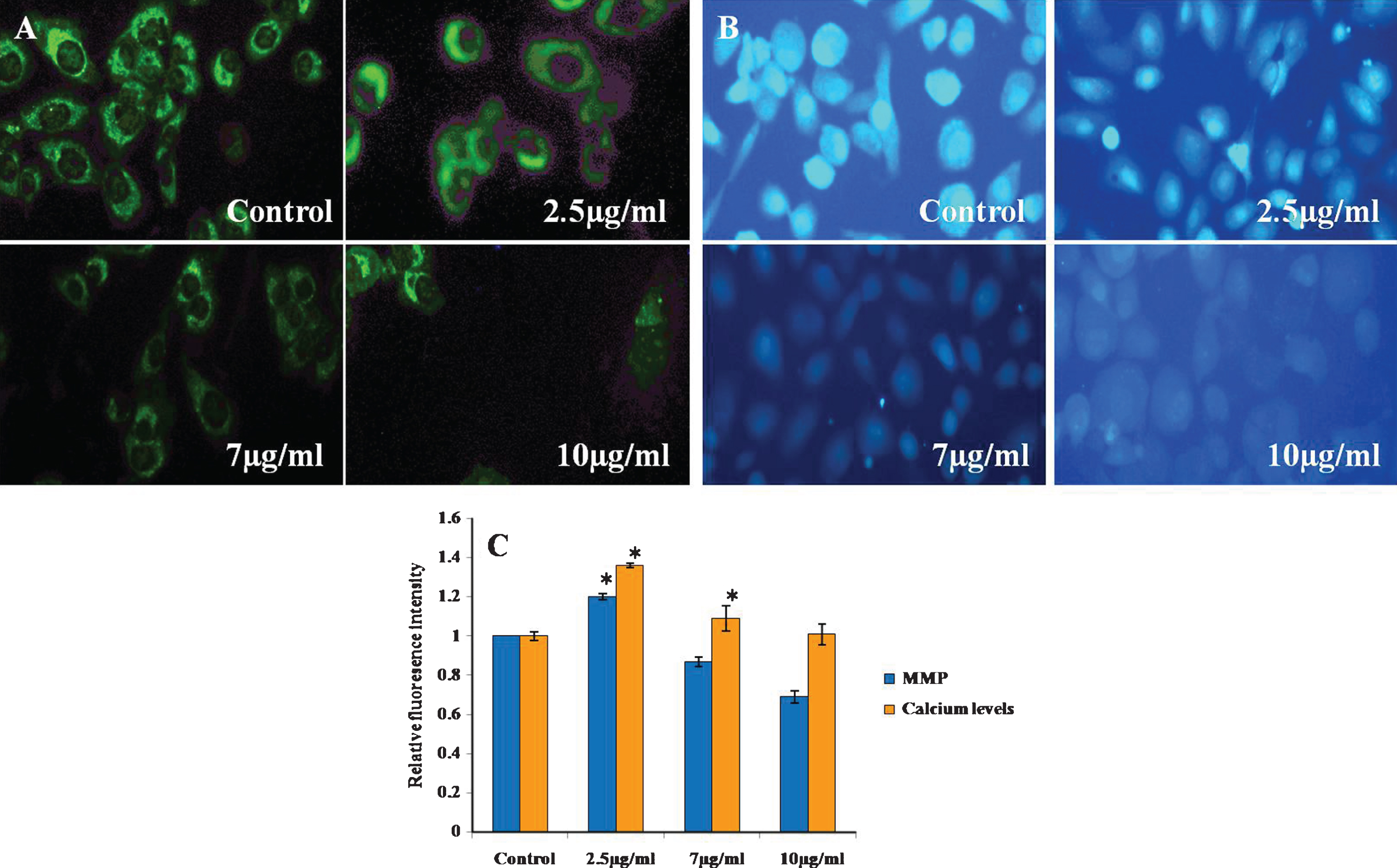 Calcium handling and MMP of CKf treated DU-145 cells. A) MMP B) Fura-2-AM staining, C: Relative fluorescence intensity of Rhodamine-123 and Fura-2-AM stained cells. Values are expressed as Mean±SD of three independent experiments. *Statistically significant compared to control (p < 0.05).