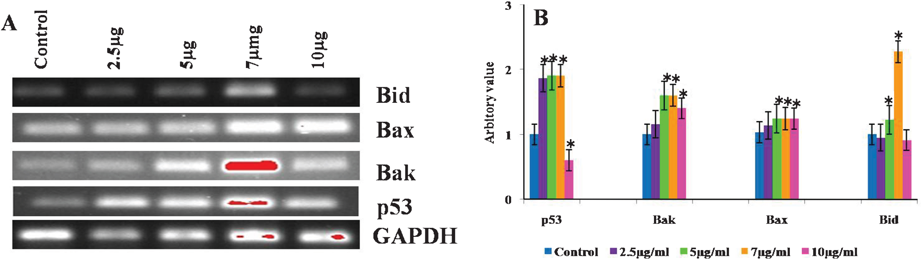 Effect of CKf of different mitochondria associated gene expression in control and treated DU-145 cells. The experiment was repeated three times. A: Gel imaged of the PCR products B: Band intensities of each gene.