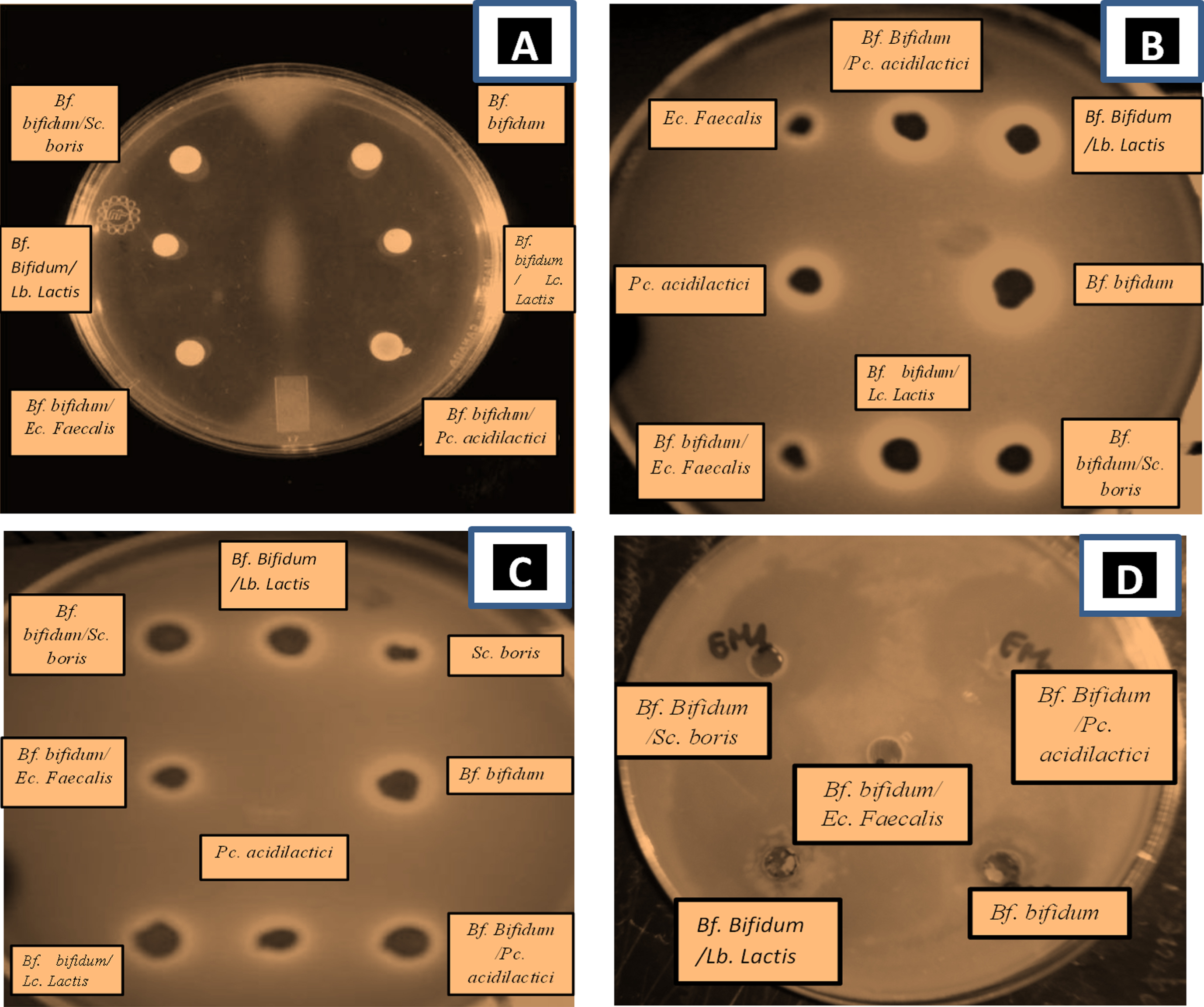 Agar-well diffusion showing inhibition zones from antimicrobial activity of supernatants- LAB and Bf. bifidum BHI 07 grown alone or in combination with lactic acid bacteria grown in skim milk either alone or in combination with LAB: Lc. Lactis, Pc. Acidilactici, Sc. Boris, Ec. Faecalis, Lb. Lactis, on A) E. coli, B) S. aureus, C) Bacillus cereus, D) Salmonella typhimurium. Analyses were carried out using Muller-Hinton agar. Clear area is zone of inhibition.