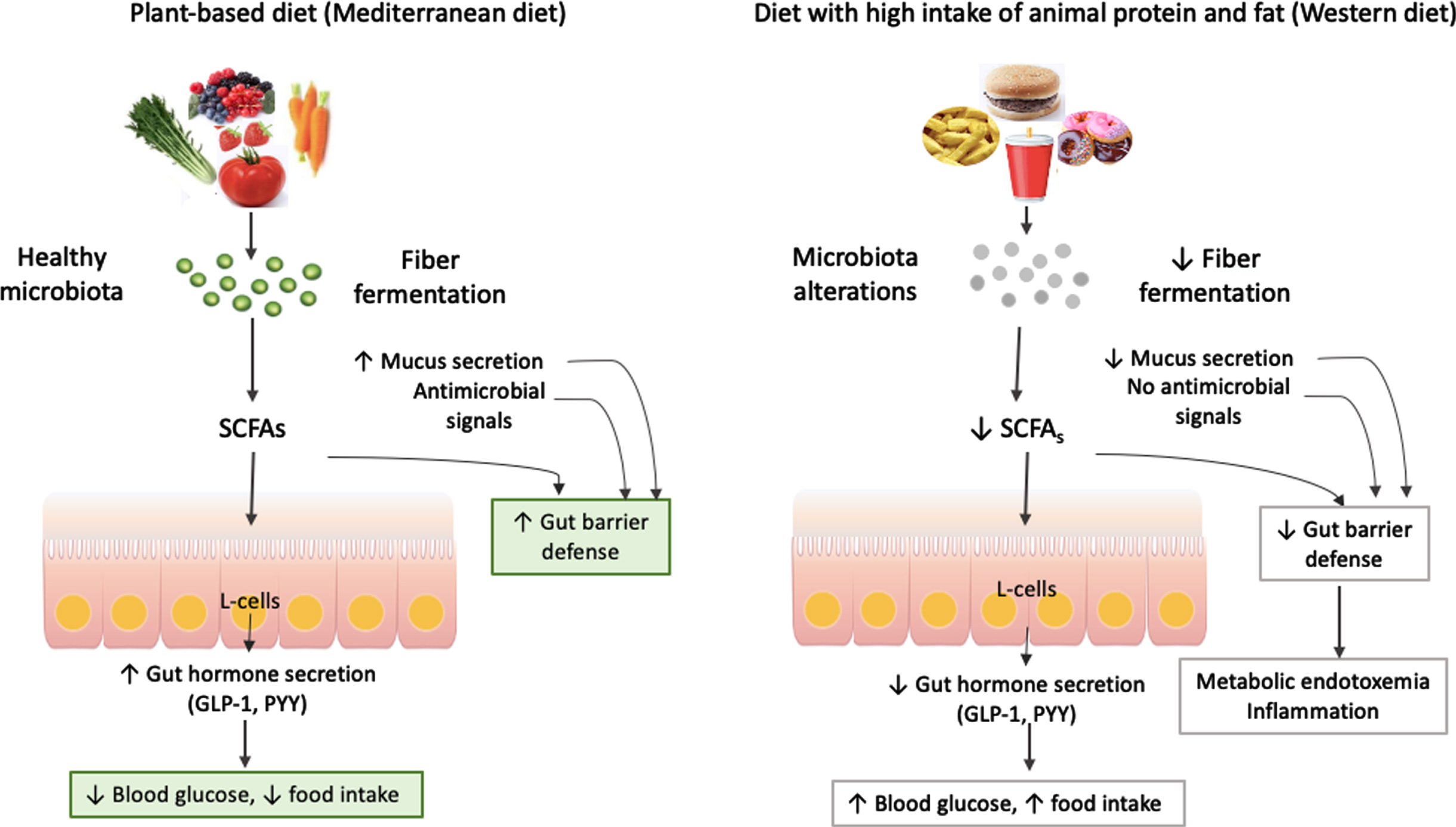 The relationships between diet, gut microbiota and metabolism.