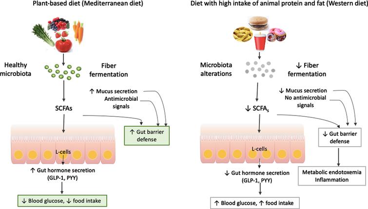 The relationships between diet, gut microbiota and metabolism.