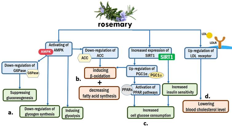 Rosemary and metabolism: (a). AMPK activation by rosemary regulates blood glucose level by down-regulating glycogen synthesis and inducing glycolysis. Besides, it suppresses gluconeogenesis through down-regulation of G6Pase. (b). Metabolism of lipids is affected by rosemary through inducing β-oxidation and decreasing fatty acid synthesis. Two mechanisms, down-regulation of ACC by AMPK and up-regulation of PGC1α by SIRT1, are responsible for these prosesses. (c). Increased expression of SIRT1 by rosemary leads to activation of PPAR pathways and Increasing insulin sensitivity, and finally cause Increased cell glucose consumption. (d). up-regulation of LDL receptor by rosemary can lower blood cholesterol level.