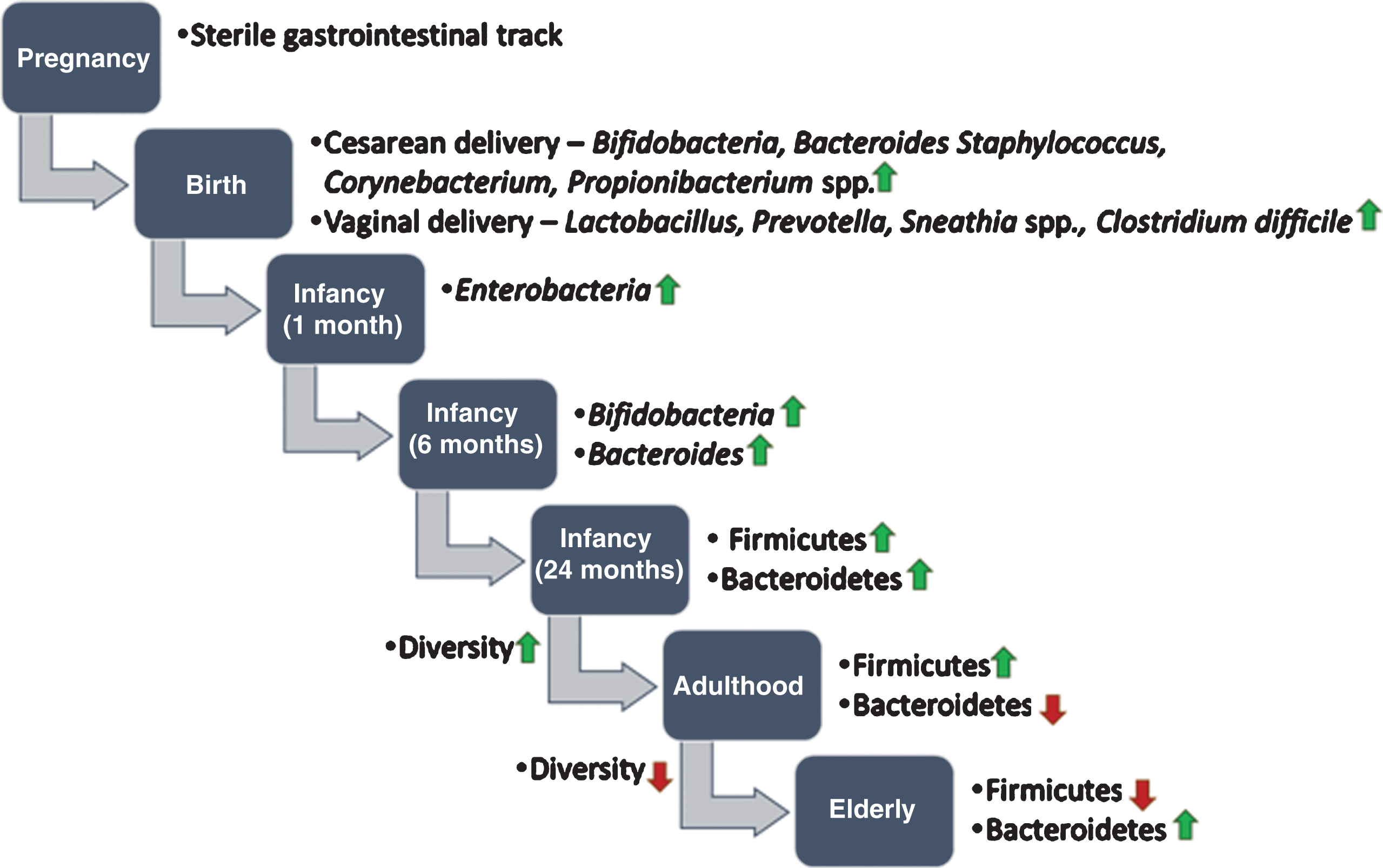 Development of human gut microbiota from prenatal to elderly. It is believed that infants are born with a sterile gastrointestinal track. During birth, the infant gut is exposed to microbes from the mother’s reproductive tract and environment and the gut microbiota starts colonizing. Up to the first two years of life, the composition of the gut microbiota often varies. After two years, when children are started to eat solid food (e.g. fibers and complex carbohydrates), the gut microbiota becomes more diverse and stable. In old age, the gut microbiota alters drastically and shows less diversity compared to younger age.