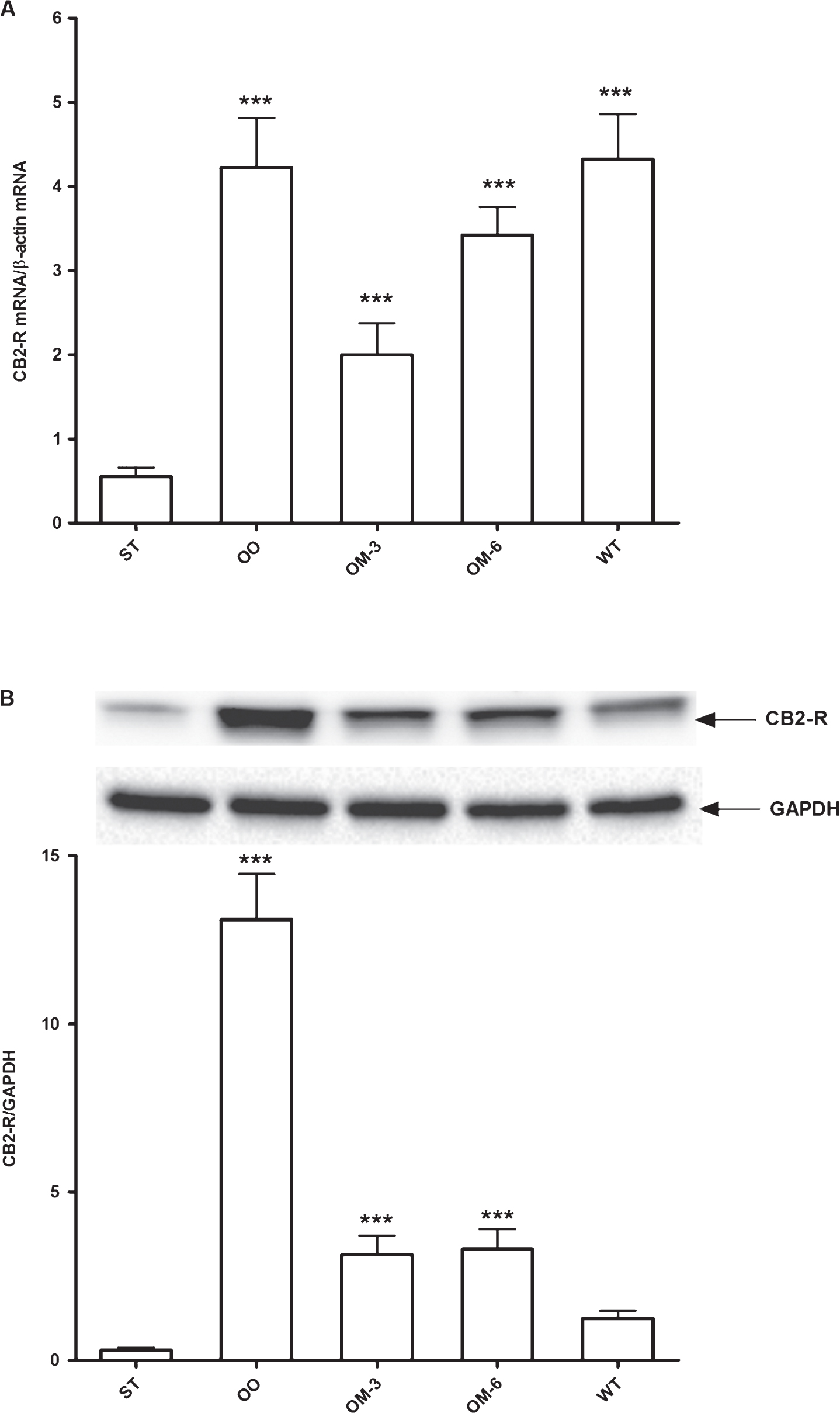 Panel A: CB2 receptor mRNA levels in adipose tissue from ApcMin/+ mice treated groups (ST = standard diet; OO = olive oil; OM-3 = omega-3 PUFAs; OM-6 = omega-6 PUFAs supplemented diet) and in the Wilde Type (WT) mice group. Data are presented as the mean±SE of ten animals for each group and expressed as n° molecules mRNA CB2 receptor gene/n° molecules mRNA β-actin. Panel B: Western blotting analysis of CB2 receptor protein in the same groups of treatment. Levels of CB2 receptor protein expression were normalized with Glyceraldeide 3-phosphate dehydrogenase (GAPDH) protein expression. ***P < 0.005 (one-way analysis of variance and Dunnett Post Test).