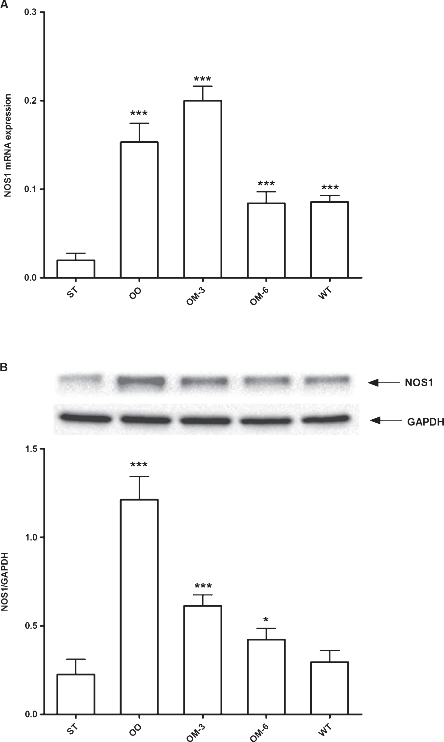 Panel A: NOS1 mRNA levels in adipose tissue from ApcMin/+ mice treated groups (ST = standard diet; OO = olive oil; OM-3 = omega-3 PUFAs; OM-6 = omega-6 PUFAs supplemented diet) and in the Wilde Type (WT) mice group. Data are presented as the mean±SE of ten animals for each group and expressed as n° molecules mRNA NOS1 gene/n° molecules mRNA β-actin. Panel B: Western blotting analysis of NOS1protein in the same groups of treatment. Levels of NOS1 protein expression were normalized with Glyceraldeide 3-phosphate dehydrogenase (GAPDH) protein expression. *P < 0.05, ***P < 0.005 (one-way analysis of variance and Dunnett Post Test).