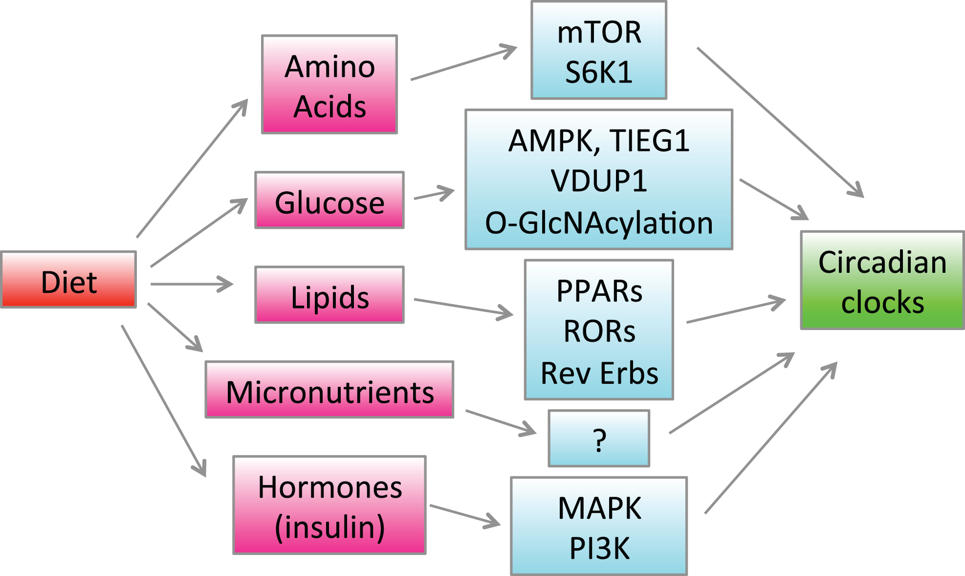 Regulation of the circadian clocks by diet. Feeding causes changes in blood and tissue concentrations of hormones such as insulin and various nutrients such as glucose, lipids and amino acids. Hormones and nutrients activate different signaling pathways and change gene expression through indicated signaling pathways and transcriptional factors, which in turn affects the circadian clocks in the brain and peripheral tissues.