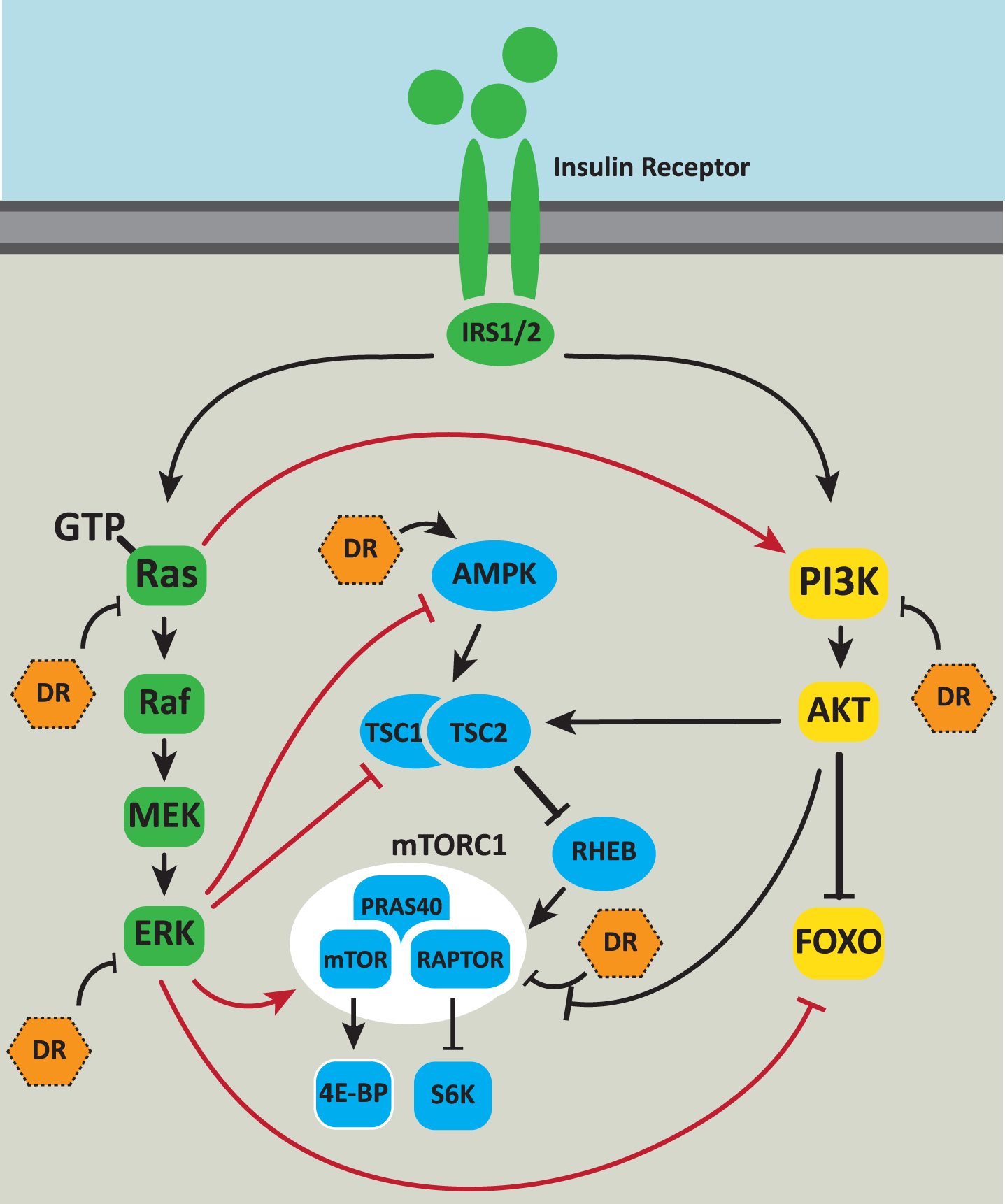 Integration of Ras/MAPK signaling with other aging pathways. The Ras/MAPK signaling pathway is intricately connected to other cellular pathways that impact on aging. Ras signaling is activated downstream of the activated insulin receptor. Ras can directly bind to and allosterically activate PI3K. Activated ERK phosphorylates an inhibitory site on AMPK negatively regulating its activation. Phosphorylation of the TSC by ERK increases mTORC1 activity. Phosphorylation by ERK inhibits the TSC’s GAP function [76] thereby increasing mTORC1 activity. ERK also activates mTORC1 via phosphorylation of RAPTOR. ERK phosphorylation of the FOXO3A transcription factor leads to FOXO3A degradation via the ubiquitin proteasome system. Dietary restriction (DR) inhibits Ras-GTP and ERK activity, activates AMPK, inhibits mTOR and may inhibit insulin signaling via PI3K and AKT. Positive regulatory interactions are indicated by arrows. Negative regulatory interactions are shown as blunt-ended lines.