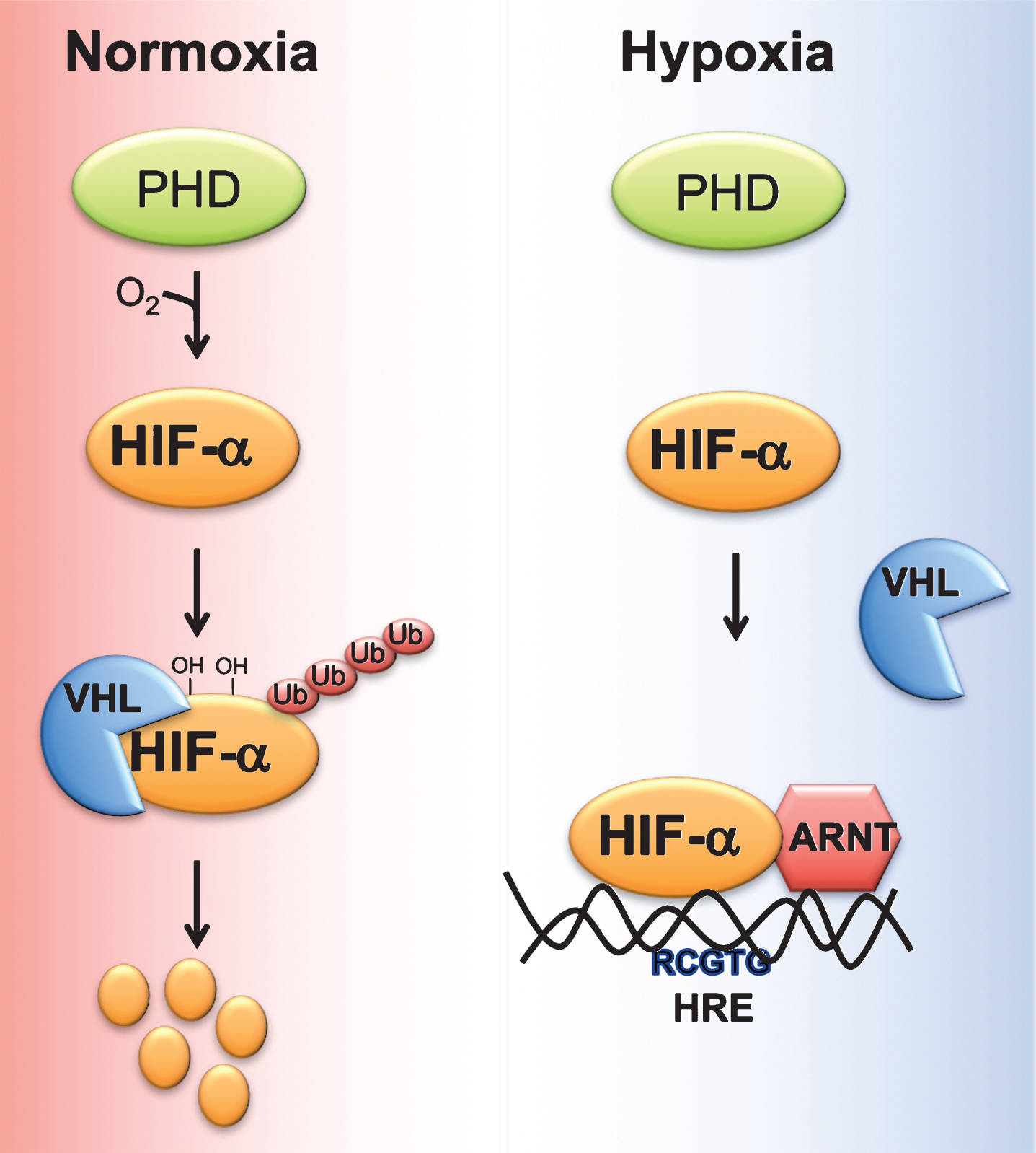 Regulation of HIF stability by oxygen. Under normoxic conditions, proline residues on HIFα subunit are hydroxylated by prolyl 4-hydroxylase domain-containing proteins (PHD). Hydroxylated HIF alpha bind the E3 ubiquitin ligase von Hippel Lindau tumor suppressor protein (VHL), which induces ubiquitin-mediated degradation of HIFα. Hypoxic conditions, decrease the ability of PHDs to hydroxylate HIFα subunit, resulting in stabilization and heterodimerization of HIFα with aryl hydrocarbon receptor nuclear translocator (ARNT). HIFα/ARNT complex binds to response elements (RCGTG) on HIF target genes and induces their expression.