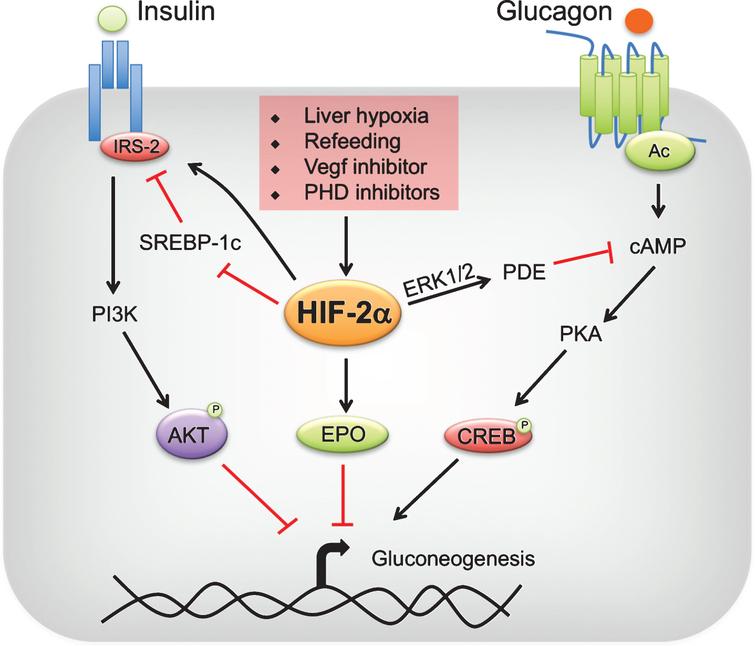 Regulation of hepatic gluconeogenesis by HIF-2. Liver hypoxia, refeeding, vascular endothelial growth factor (VEGF) inhibitors or prolyl 4 hydroxylase domain-containing protein (PHD) inhibitors stabilize hypoxia-inducible factor (HIF)-2α in the liver. HIF-2α improves insulin sensitivity by increasing insulin receptor substrate (IRS)-2 levels directly at transcriptional level or indirectly through transrepression by sterol regulatory binding protein (SREBP)-1c. IRS-2 decreases gluconeogenesis by enhancing AKT-mediated repression of gluconeogenic genes. In addition, HIF-2α attenuates postprandial glucagon signaling through ERK1/2-dependent increase in phosphodiesterase (PDE) mediated hydrolysis of intracellular cyclic AMP (cAMP), resulting in a decrease in protein kinase A (PKA)-mediated activation of cAMP response element-binding protein (CREB). Lastly, HIF-2α-mediated increase in systemic erythropoietin (EPO) levels inhibit gluconeogenesis through a STAT3-dependent mechanism.