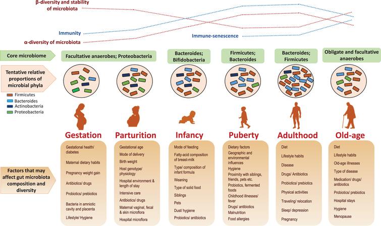 Age-related changes in the human gut microbial ecosystem, and potential factors that could affect microbiota composition at different stages of life. α-diversity: species (taxa) richness within a single host/microbial environment; β-diversity: diversity in microbial community (taxonomic abundance profiles) between different environments/samples) [4, 23, 31, 34, 73].