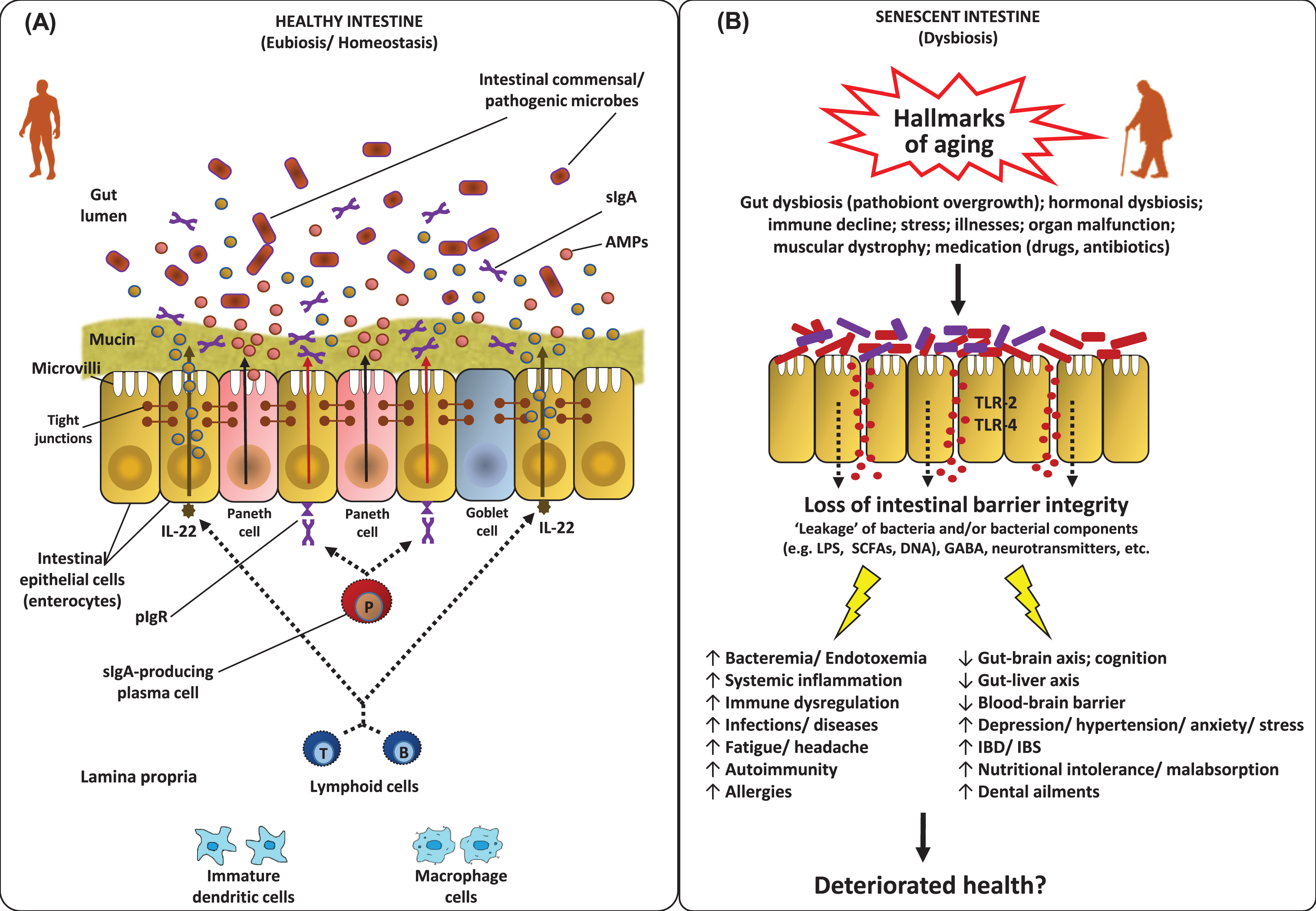 Features of the homeostatic intestinal environment (eubiosis) (A), and how a perturbed microbiota (dysbiosis) and gut barrier may instigate aging-related maladies (B). Under homeostatic conditions (eubiosis), the epithelial cells produce antimicrobial peptides (AMPs) in response to interleukins (e.g. IL-22) and also express pattern recognition receptors (e.g. Toll-like receptors; TLR). The gut microbes regulate mucous secretion and AMPs production and also regulate/enhance the gut barrier integrity via producing short-chain fatty acids (SCFAs). Goblet cells produce mucus to constrain pathobiont invasion. Lymphoid cells (e.g. TH17 cells) play a role in host defense by producing controlled arrays of IL-22. Dendritic cells (DCs) induce the activation and differentiation of naive B cells to produce plasma cells that produce commensal-specific IgA in the lamina propria. IgA is transported into the gut lumen as secreted IgA (sIgA) via (polymeric immunoglobulin receptor pIgR) receptors, where after sIgA binds to commensal microbes and soluble antigens, thereby restraining their adherence to the host epithelium and leakage through the gut barrier. However, under dysbiosis and/or senescent milieus, the altered microbiota composition and weakened/perturbed gut permeability may lead to increased adherence and leakage of various microbes and microbial by-products through the gut barrier thereby instigating hyper-inflammatory responses eventually increasing the host susceptibility to various gut-related as well as systemic ailments via perturbations in the magnitude of gut-brain axis, gut-liver axis etc. [7, 36, 63, 84, 124, 127, 128, 132, 133, 147].