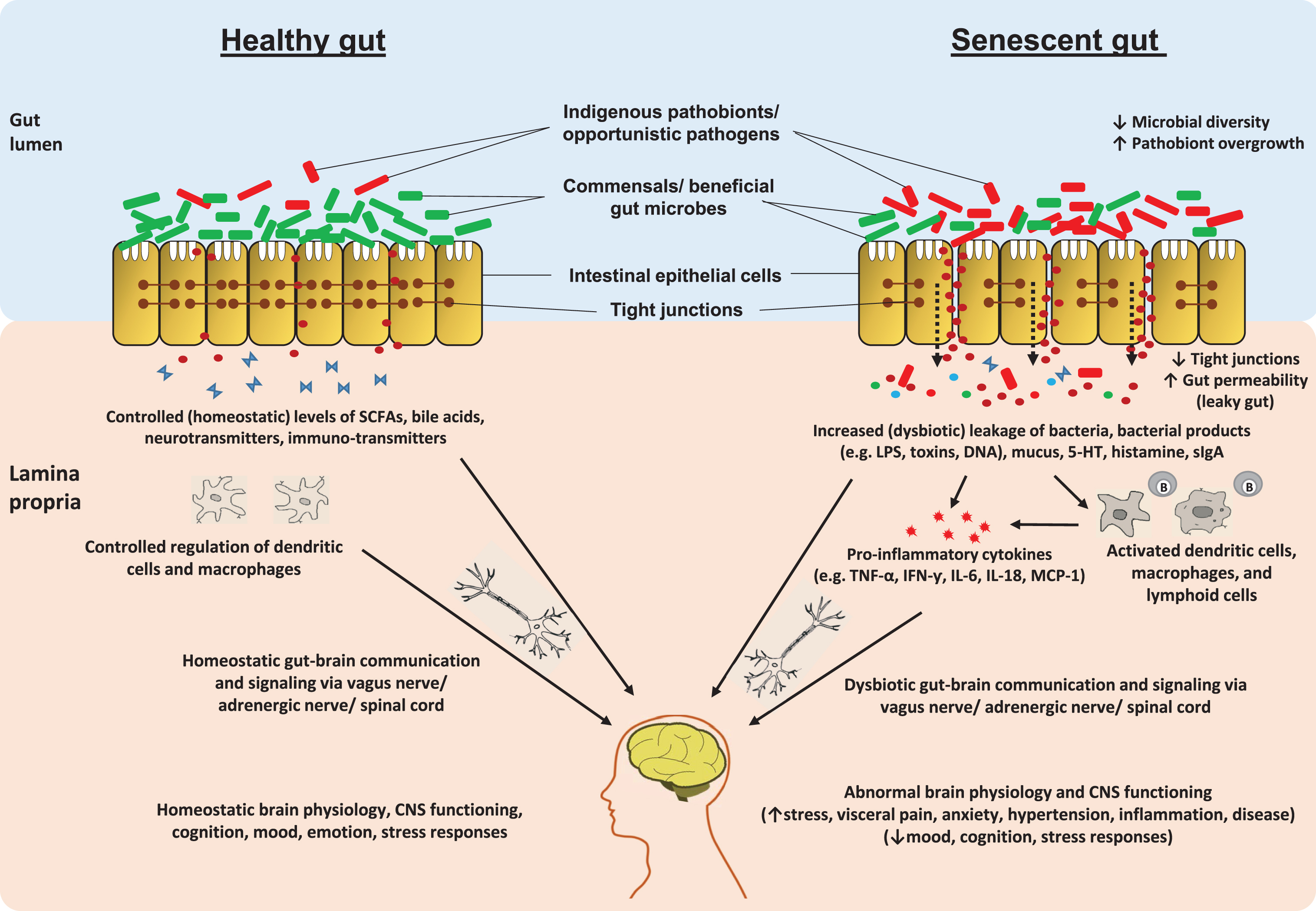 Schematic illustration of putative pathway(s) by which aging-related alterations in gut microbiome and entero-neuro-endocrine system may affect brain health via deteriorated gut-brain communication signaling. In healthy adult host, the balanced gut microbiome configuration and intestinal barrier integrity help in maintaining balanced arrays of microbes, microbial by-products (e.g. short-chain fatty acids; SCFAs) and other entities such as neurotransmitters across the gut wall thereby maintaining a balanced enteric-immune and -inflammatory system through controlled proliferation of dendritic cells and macrophages which eventually helps in keeping the gut-brain communication and the functioning of central nervous system (CNS) under control. In old age, the altered gut microbiota diversity and weakened gut barrier integrity may perturb the microbial and biochemical environment across the intestinal epithelial cell lining via abnormal levels of SCFAs, lipopolysaccharide (LPS), secretory Immunoglobulin A (sIgA), histamins, serotonin (5-hydroxytryptamine; 5-HT), etc. thereby instigating an abnormal (hyper) inflammatory responses eventually affecting (disturbing) the gut-brain communication [84, 90, 93, 103, 104, 109, 112, 124, 158].