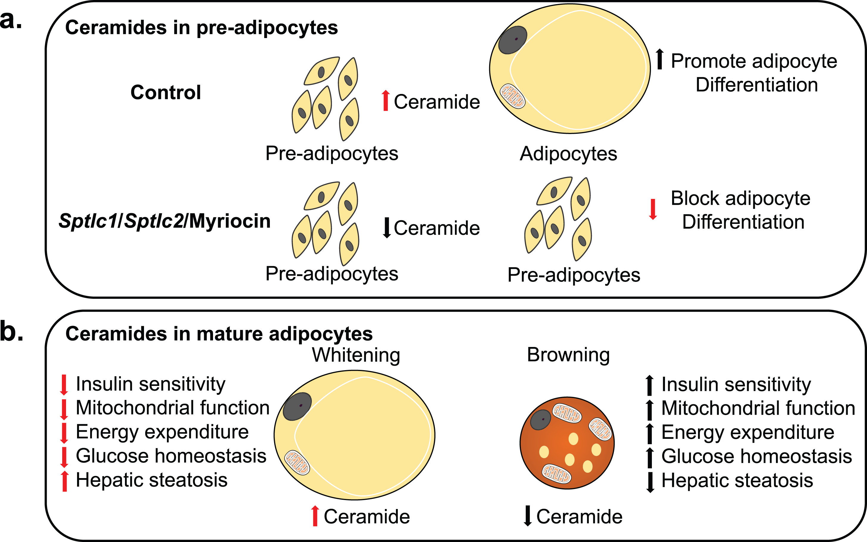 Model for Ceramide sensing in adipocytes and its systemic effects. (a) Ceramides are essential for the differentiation of pre-adipocytes into adipocytes. Ablation of Sptlc1/2 and pharmacological inhibition of ceramides biosynthesis in pre-adipocytes blocks differentiation. (b) Adipocyte ceramides serve as nutritional determinants to promote lipid storage and inhibit thermogenic capacity hence promoting “whitening” rather than “beigeing/britening” of adipocytes. Ablation of ceramide synthesis in mature adipocytes of obese mice promotes beigeing/britening of adipocytes which improves insulin sensitivity and mitochondrial function in adipocytes and has systemic effects on improving mitochondrial function, energy expenditure, glucose homeostasis and resolving hepatic steatosis.