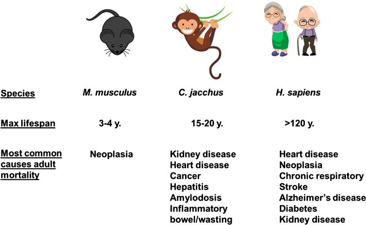 Common causes of death among laboratory mice, laboratory marmosets, and humans (clipart images from www.istockphotos.com).