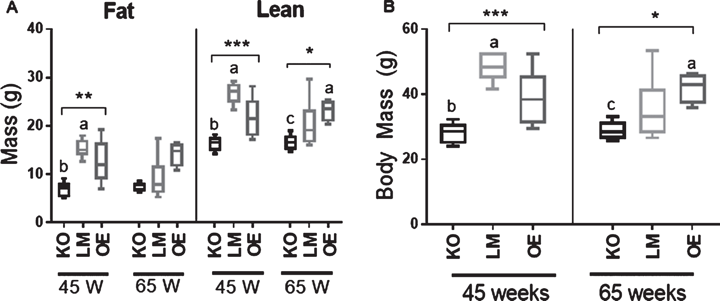 Body composition analysis in male mice. (A) Fat mass and lean mass in mice with brain-specific knockout (KO) or overexpression (OE) of SIRT1 vs. littermate controls (LM) at 45 and 65 weeks of age. n = 4-10 mice per experimental group. (B) Body weight measurement; n = 4-10 mice per experimental group. *p<0.05, **p<0.01, ***p<0.001, ****p<0.0001. Error bars represent the mean±SEM. Different letters (a,b,c) indicate statistically significant differences as determined from the Dunn’s post-hoc test corrected for multiple comparisons. a = group is significantly different to KO; b = group is significantly different to LM; c = group is significantly different to OE.
