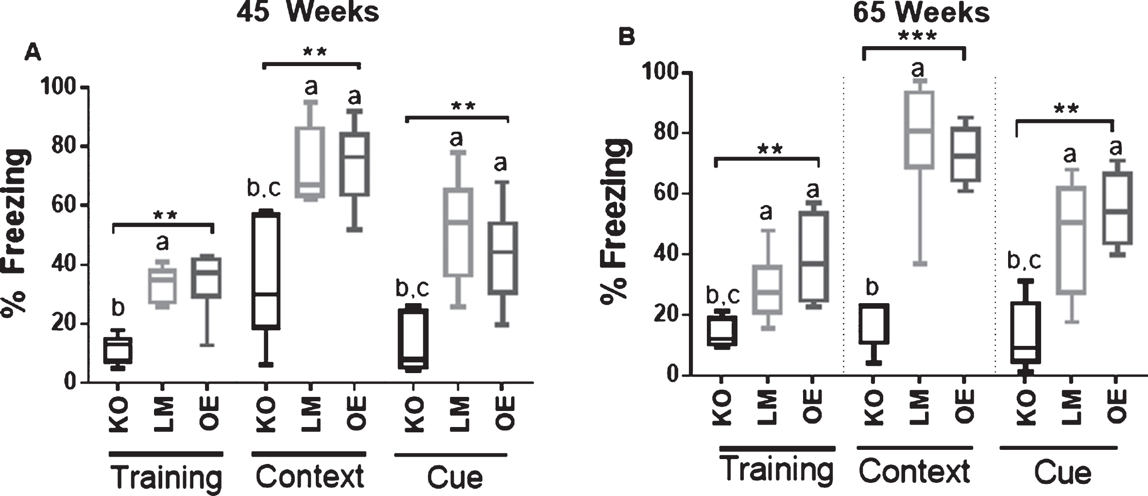 Fear conditioning responses in male mice. Data are presented as the percentage of freezing time during testing. Fear conditioning responses in (A) 45-week-old and (B) 65-week-old mice. n = 5-8 mice (A) and 4-10 mice (B) per experimental group. KO = brain-specific SIRT1 knock-out, OE = brain-specific SIRT1 overexpression, LM = littermate controls. **p<0.01, ***p<0.001. Error bars represent the mean±SEM. Different letters (a,b,c) indicate statistically significant differences as determined from the Dunn’s post-hoc test corrected for multiple comparisons. a = group is significantly different to KO; b = group is significantly different to LM; c = group is significantly different to OE.