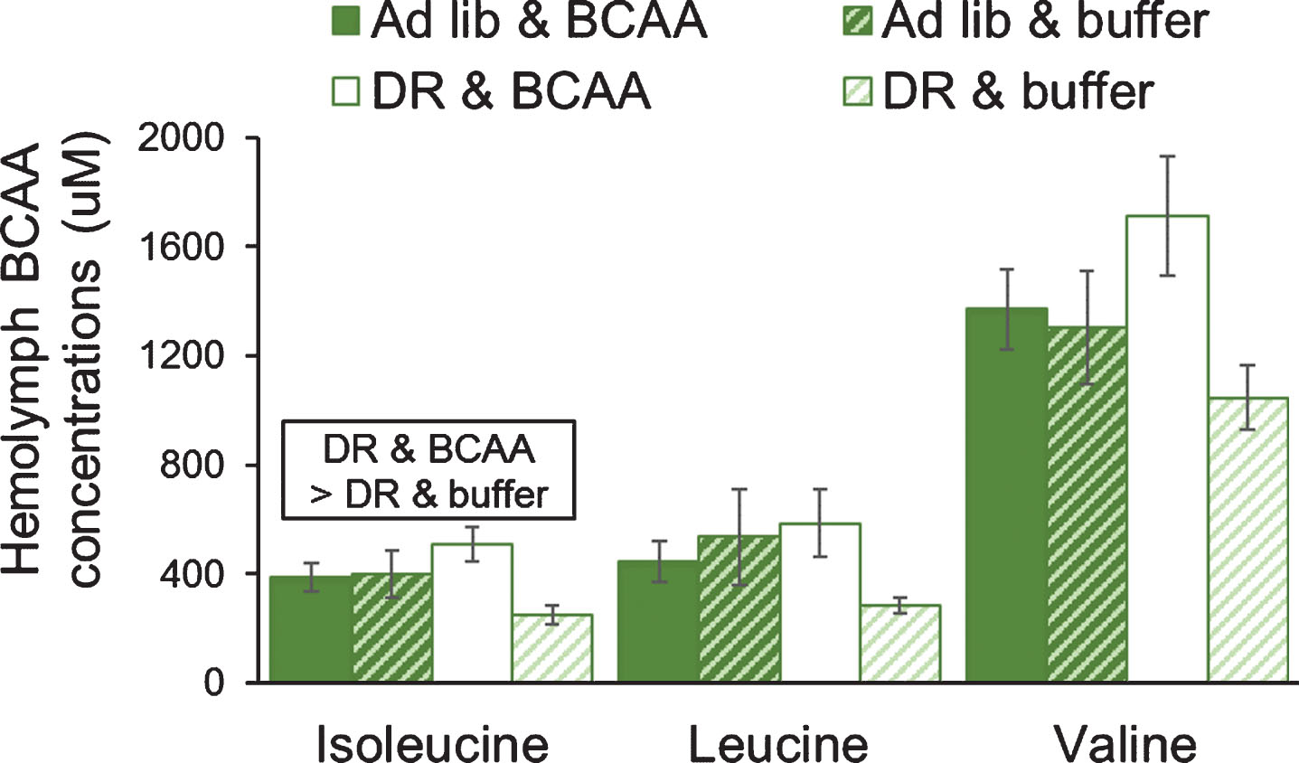 Force-feeding of BCAAs tended to increase BCAAs in hemolymph of female grasshoppers fed on dietary restriction lettuce (60% of ad libitum). Grasshoppers were force-fed BCAAs daily: approximately 0.90 mg isoleucine, 1.52 mg leucine, and 1.10 mg valine. The amount of BCAAs fed was adjusted weekly so that the total consumption of BCAAs was the same in the ad libitum lettuce & buffer and DR lettuce & BCAA groups. Data were tested using a two-way MANOVA. Error bars show one Standard Error.