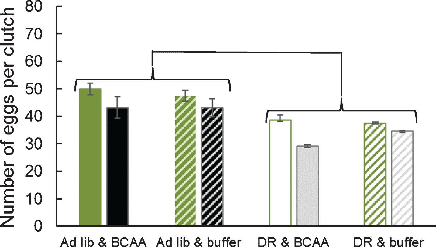Number of eggs per clutch was reduced by life-extending dietary restriction, but was not affected by supplemental dietary BCAAs. Green-shaded bars represent the first clutch, while black- or gray-shaded bars represent the second clutch. Adult female grasshoppers were reared on either ad libitum or dietary restriction lettuce and supplemented with BCAAs or buffer. Data were tested with a two-way MANOVA. Error bars show one Standard Error.