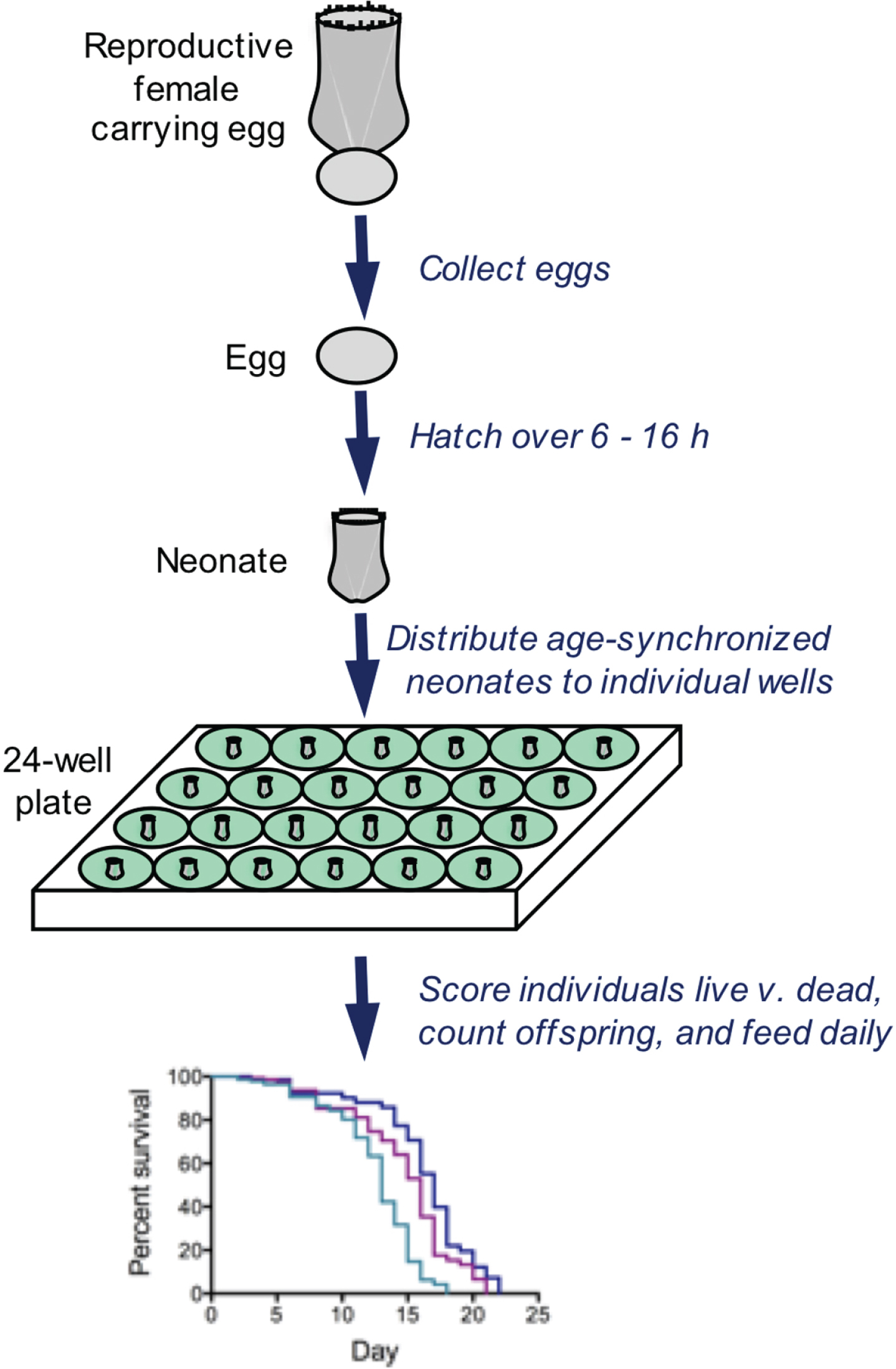 Typical methods for analyzing survivorship and fecundity of Brachionus. Eggs are collected and hatched over a short time window, resulting in an age-synchronized cohort. Neonates are distributed to wells containing 1 ml of seawater, algae as food, and drugs or other treatment. Every 24 h, all individuals are observed by dissecting microscope; each rotifer is fed, scored as live or dead, assessed for reproductive status, and the number of offspring is counted. These methods allows individual-level measurements of lifespan and reproduction with high replication.