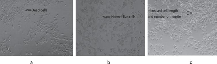 Cell morphology of GBP treated with amyloid beta induced cells at 72 h culture. (a) Amyloid beta only (20 μM); (b) control (only cells without amyloid beta and GBP); (c) cells treated with GBP at 1.2 μg/mL.