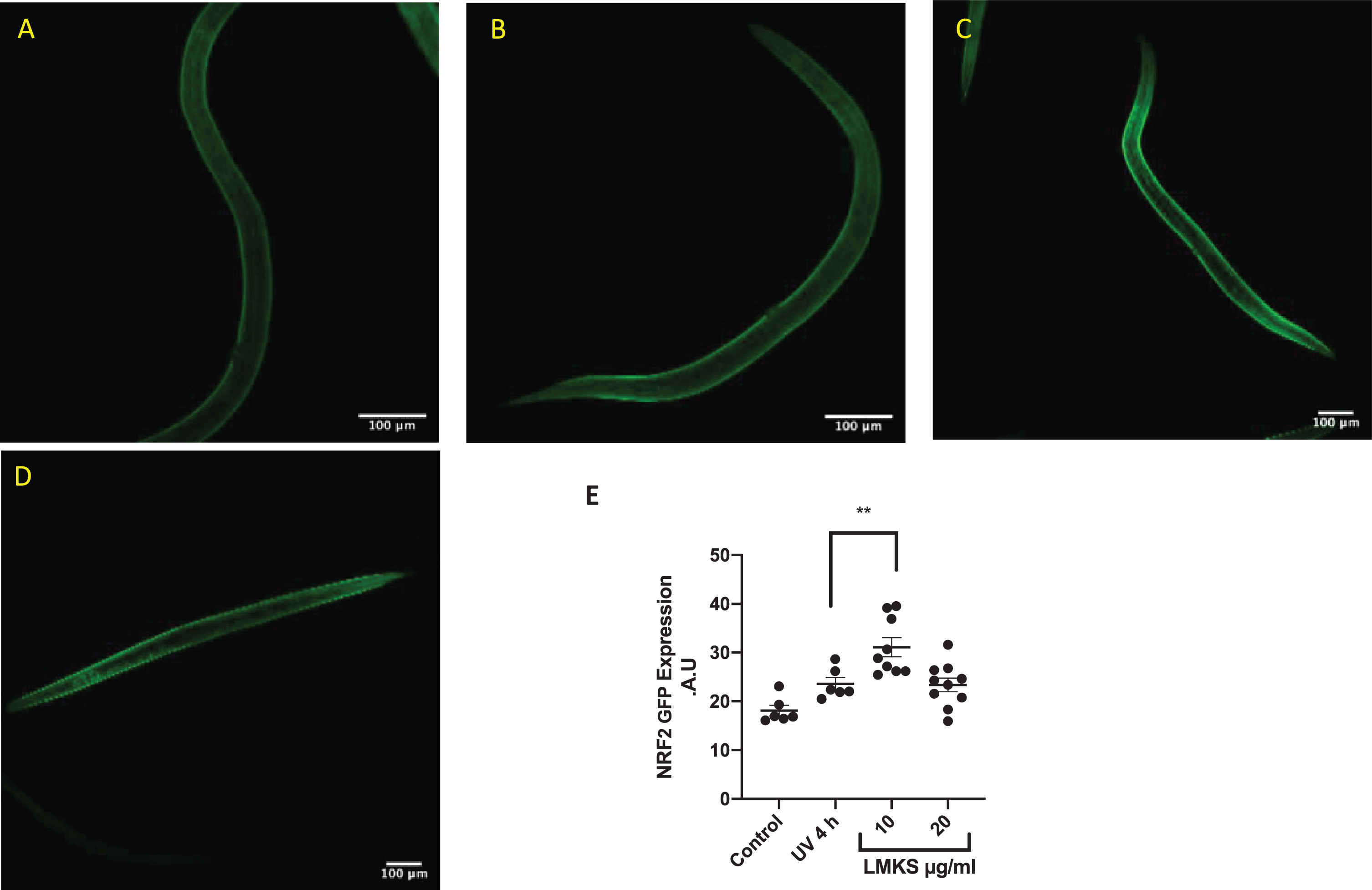SKN-1-GFP expressing C.elegans exposed to UV-A for 4 hours. A) Control. NRF2-GFP expressing worms with no UV-A exposure. B) NRF2-GFP worms exposed to 4 hours of UV-A. C) NRF2-GFP worms treated with 10 μg/ml LMKS after exposure to 4 hours of UV-A. D) NRF2-GFP worms treated with 20 μg/ml LMKS after exposure to 4 hours of UV-A. E) Quantification of fluorescence of the individual worms. Significant difference compared to UV 4h using ANOVA followed by Dunnett’s post hoc multiple comparisons test **P = 0.0095.