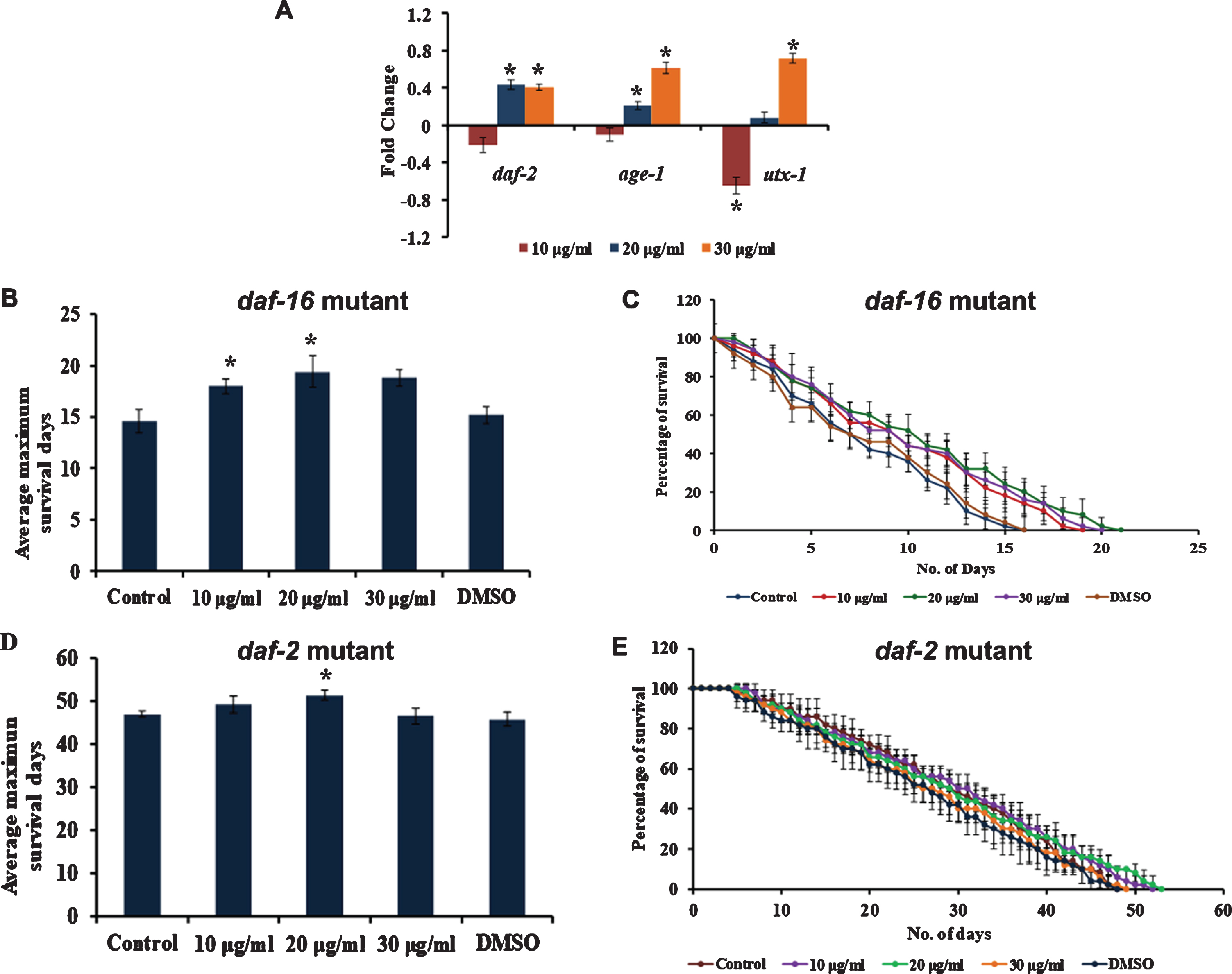 S. asper mediated lifespan extension is independent of DAF-16 pathway (A) Real-Time PCR analysis of daf-2, age-1 and utx-1 was done in nematodes treated with 10–30μg/ml of S. asper extract. All the genes were upregulated in a dose-dependent manner when compared to untreated control which was normalized to the X-axis (B) Maximum lifespan of daf-16 mutants (mu86) were significantly (p < 0.05) extended when treated with 10–30μg/ml of S. asper extract at 15 °C (C) Graph representing the average of maximum lifespan extension of daf-16 mutants when treated with 10–30μg/ml of S. asper extract (D) Maximum lifespan of daf-2 mutants (e1370) were significantly (p < 0.05) extended when treated with 10–30μg/ml of S. asper extract at 15 °C (E) Graph representing the average of maximum lifespan extension of daf-2 mutants when treated with 10–30μg/ml of S. asper extract.