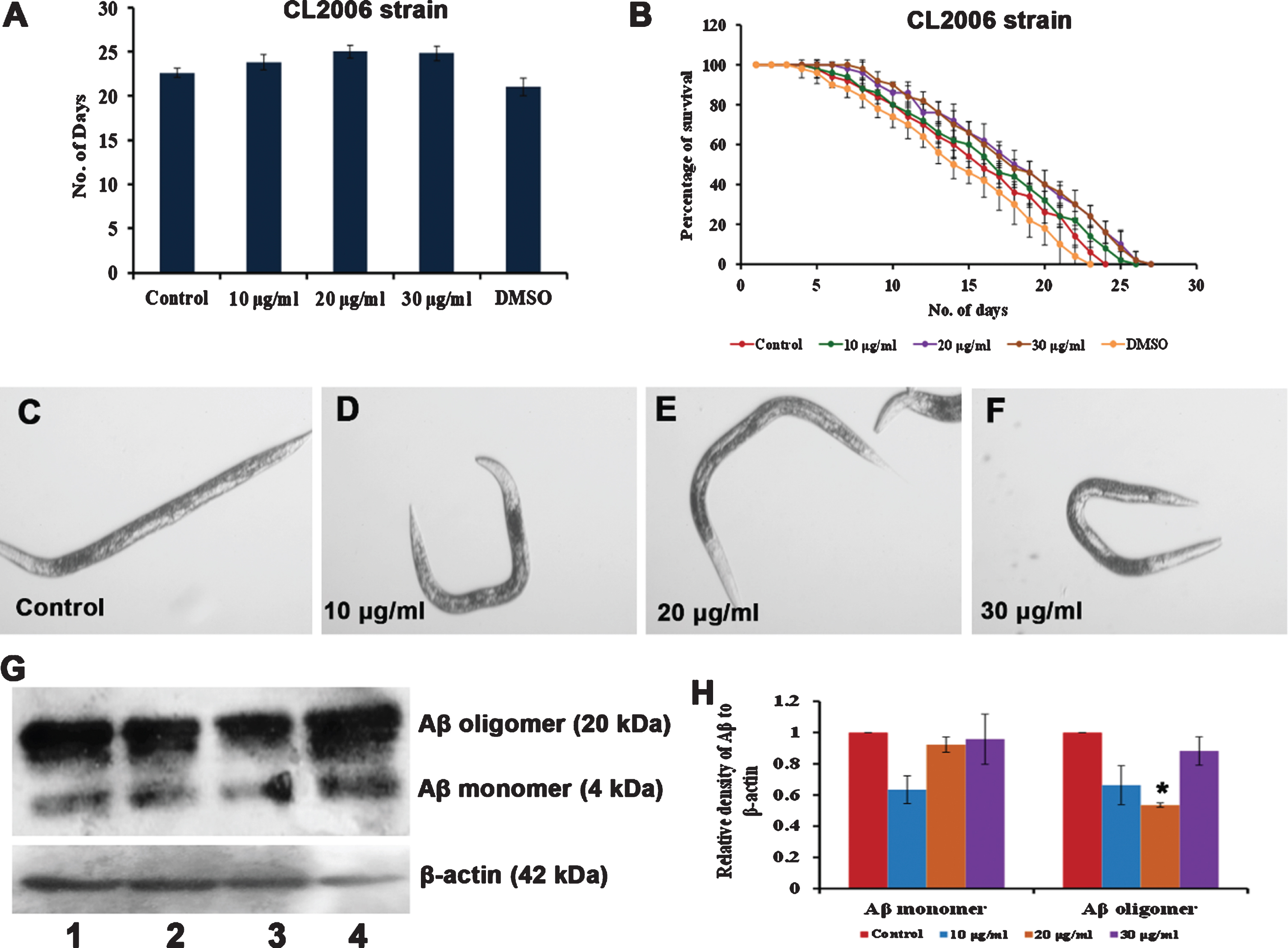 S. asper extract can impart neuroprotection in C. elegans (A) Maximum lifespan of Aβ transgenic strain were significantly (p < 0.05) extended at 20 and 30μg/ml when treated with 10–30μg/ml of S. asper extract (B) Graph representing the average of maximum lifespan extension of Aβ transgenic strain when treated with 10–30μg/ml of S. asper extract (C) Representative image of Aβ transgenic strain which is paralyzed (control) (D-F) Representative image of Aβ transgenic strain treated with 10–30μg/ml of S. asper extract which is not paralyzed (Paralysed worm –straight line; non-paralysed worm –“C” or “S”- shaped) (G) S. asper extract significantly reduced the expression of Aβ oligomer. Lane 1 (control) Lane 2 (10μg/ml S. asper extract) Lane 3 (20μg/ml S. asper extract) Lane 4 (30μg/ml S. asper extract) (H) Quantitative measurement of the relative density of Aβ to β-actin expression (*P < 0.05 compared between control and S. asper treated group).