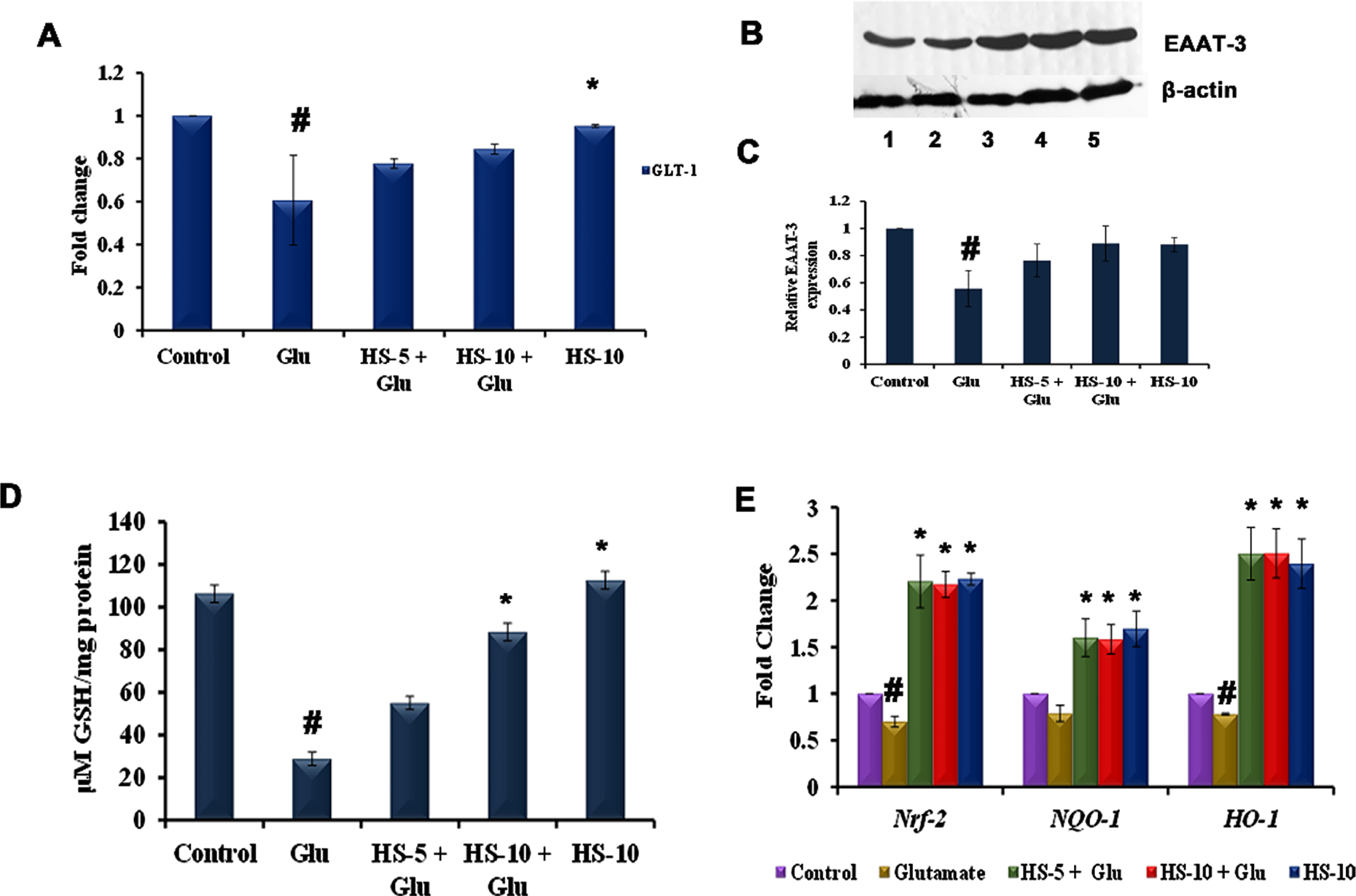 (A) Transcriptional regulation of glutamate transporter GLT-1 by HS (B) Western blot analysis of EAAT-3 (Lane: 1- Control; 2- Glutamate; 3- HS-5 + Glutamate; 4- HS-10 + Glutamate; 5- HS-10) (C) Quantification of EAAT-3 expression (D) Effect of HS on non-enzymatic antioxidant glutathione (E) Transcriptional regulation of antioxidant dependent genes by HS (Significance at p < 0.05; # Control vs Glutamate; * Glutamate vs HS treated; n = 3).