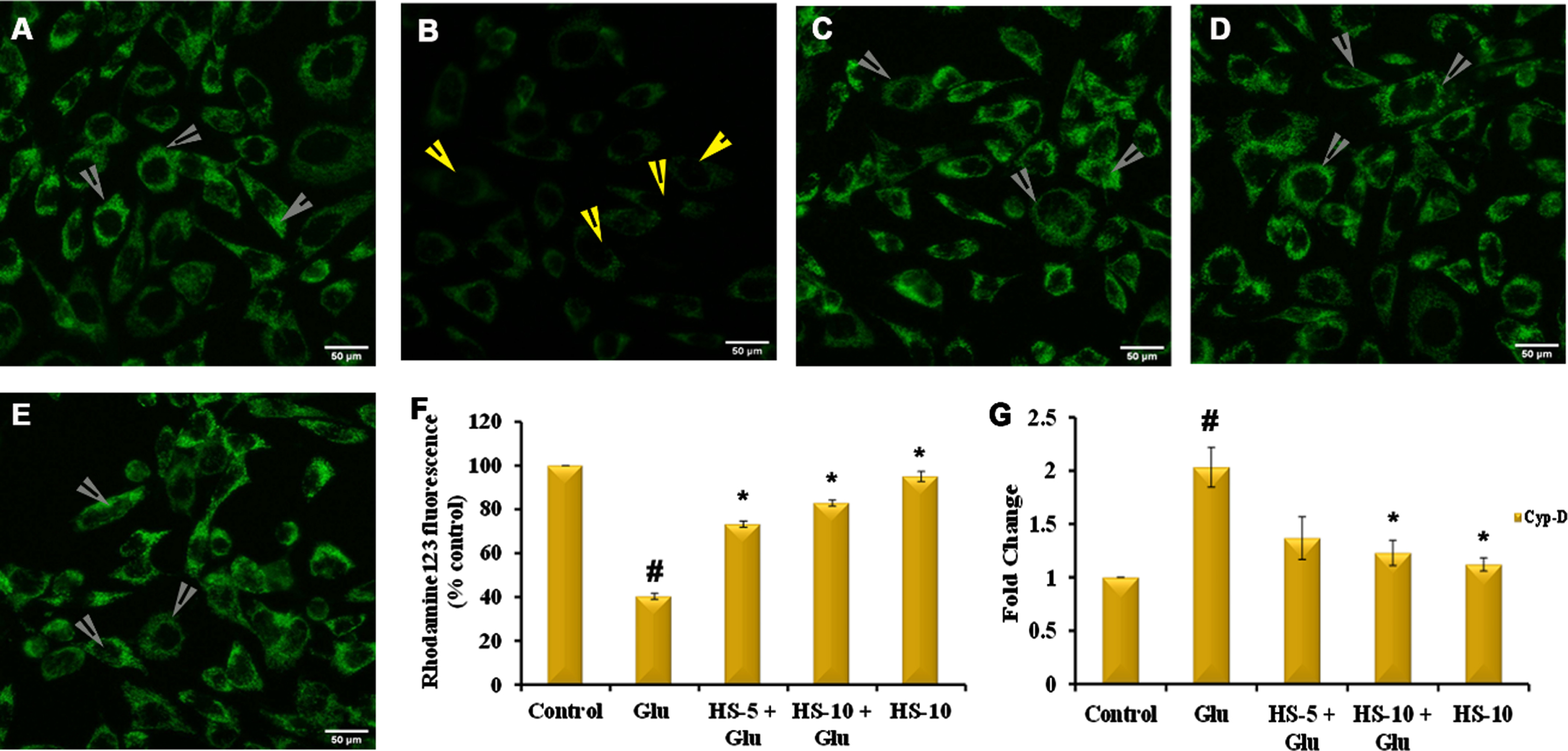 Confocal microscopic examination of alteration in mitochondrial membrane potential by HS (A) Control (B) Glutamate (5 mM) (C) HS-5 + glutamate (D) HS-10 + glutamate (E) HS-10 (Yellow arrows indicating loss of MMP and white arrows indicating restoration of MMP) (F) Quantitative analysis of Rh 123 fluorescence (G) Transcriptional regulation of Cyp-D by HS (Significance at p < 0.05; # Control vs Glutamate; * Glutamate vs HS treated; n = 3; scale bar –50μm).