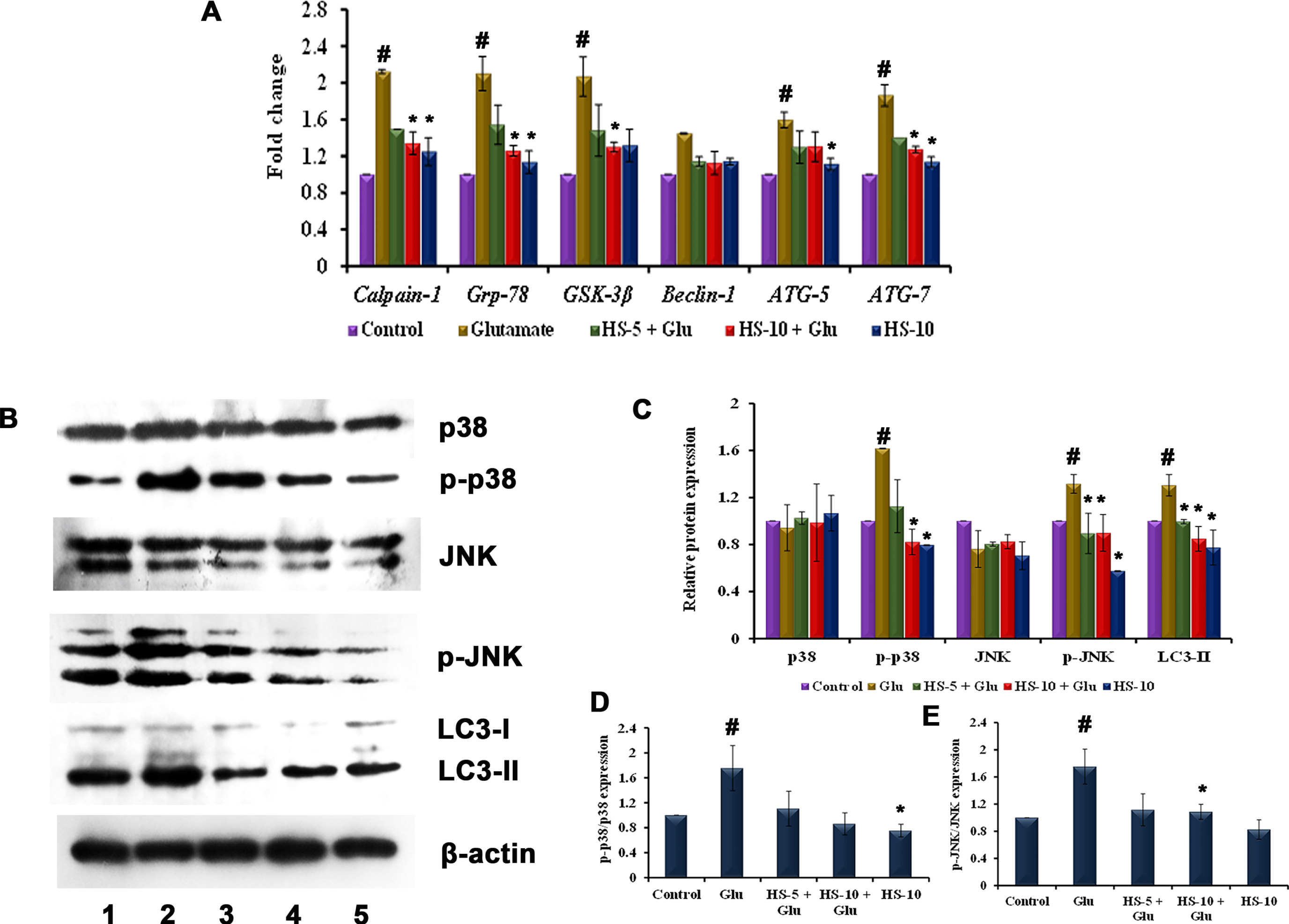(A) Transcriptional regulation of ER stress, autophagy-associated genes by HS (B) Western blot analysis of proteins involved in MAPK (p38/p-p38, JNK/p-JNK) pathway and autophagy (LC3-II) (Lane: 1- Control; 2- Glutamate; 3- HS-5 + Glutamate; 4- HS-10 + Glutamate; 5- HS-10) (C) Quantification of relative expression of proteins involved in MAPK (p38/p-p38, JNK/p-JNK) pathway and autophagy (LC3-II) (D) Quantification of p-p38/p38 expression (E) Quantification of p-JNK/JNK expression (Significance at p < 0.05; # Control vs Glutamate; * Glutamate vs HS treated; n = 3).