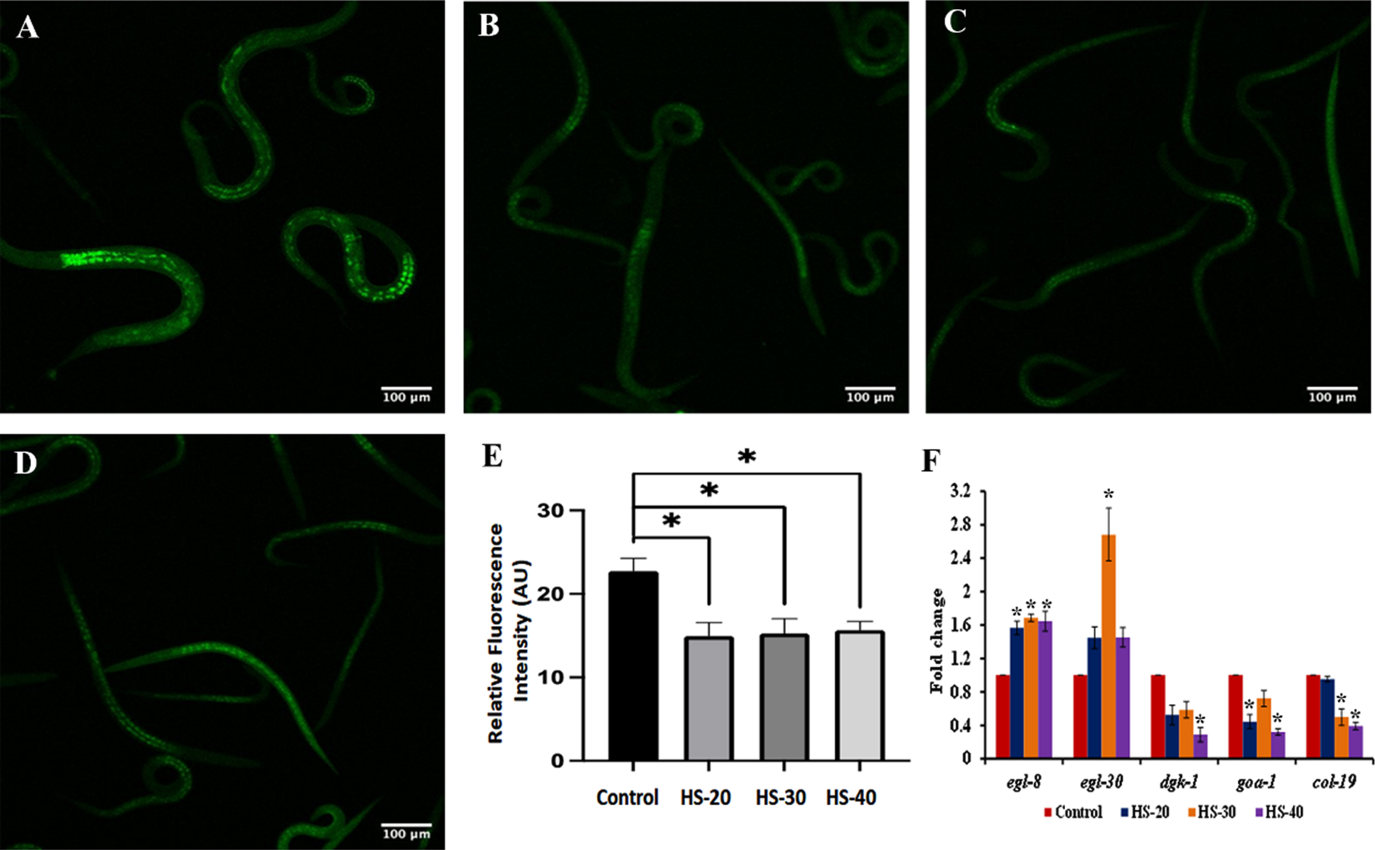 Representative confocal microscopic images of nematodes showing reduction in lipofuscin accumulation upon treatment with HS (A) Control (B) HS-20 (C) HS-30 (D) HS-40. (E) Quantitative analysis of relative fluorescence of lipofuscin (F) Transcriptional regulation of healthspan related genes (egl-8, egl-30, dgk-1, goa-1, col-19) by HS (* significant level at p < 0.05).