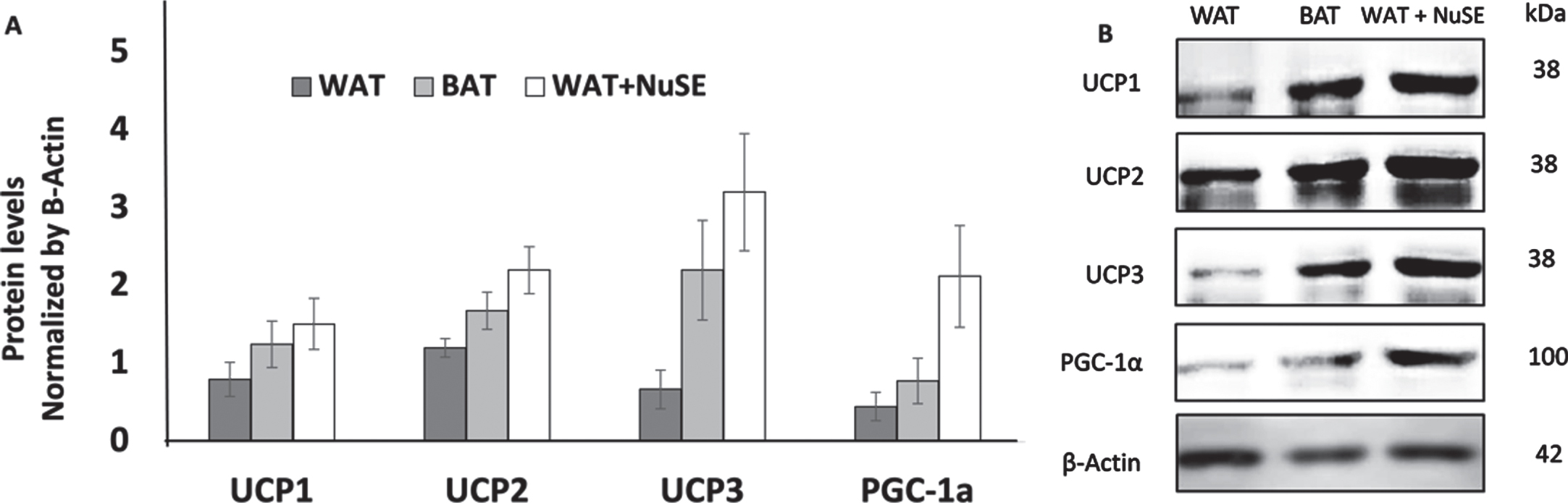 (A) NuSE has a tendency to increase the levels of UCP1, UCP2, UCP3, and PGC-1α (n = 4); (B) representative western blots showed an increase in UCP1, UCP2, UCP3, and PGC-1α levels in the NuSE group.