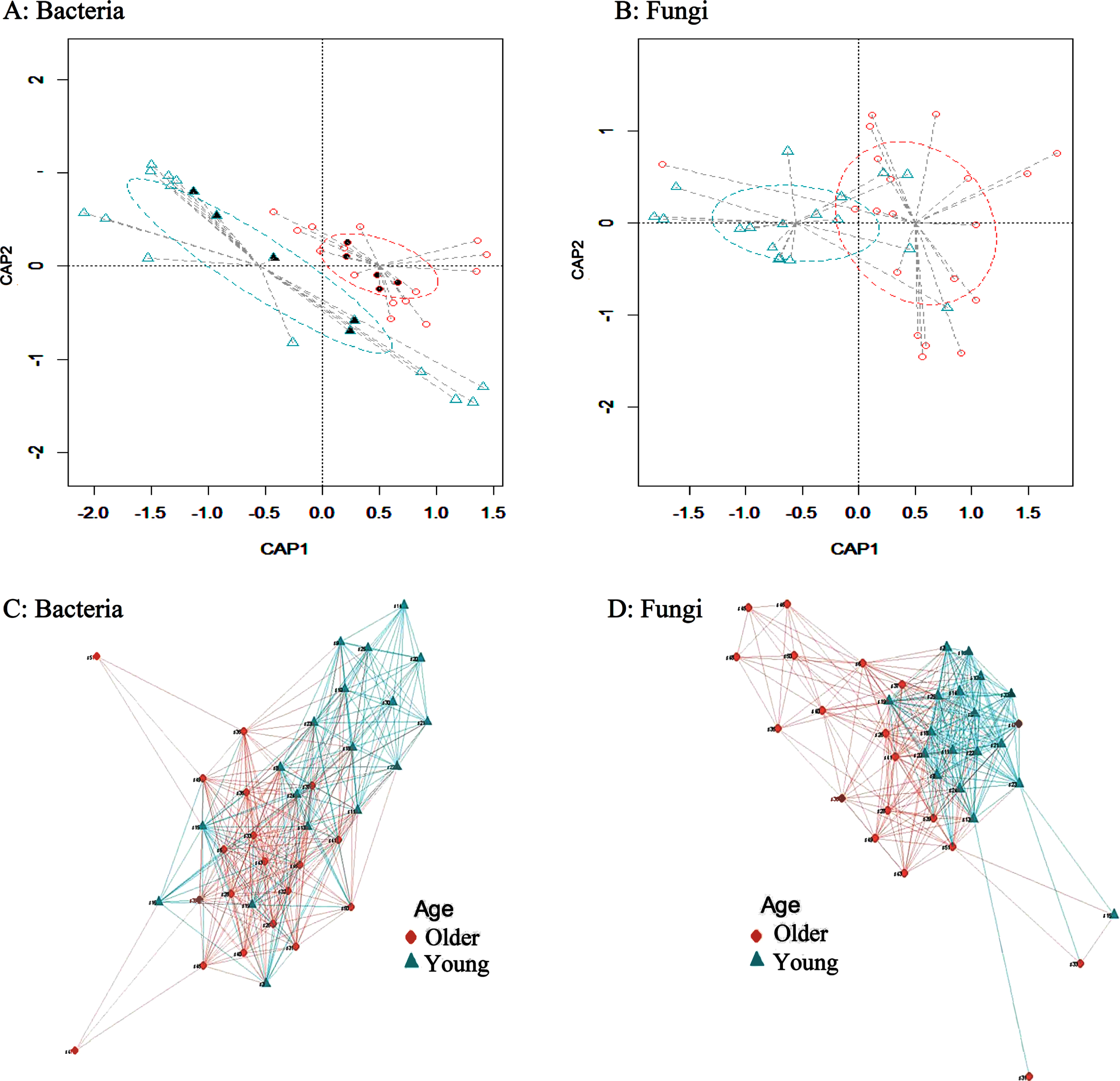 Exploration of beta diversity of bacterial and fungal taxa between young and older individuals. A) A plot of the Constrained Principal Coordinate Analysis (PCoA) based on Bray-Curtis distance matrix between young and older age groups for bacteria. B) A plot of the Constrained Principal Coordinate Analysis (PCoA) based on Bray-Curtis distance matrix between young and older age groups for fungi. A significant segregation between the two groups for both bacteria and fungi was found (p-value < 0.001; permutation test with pseudo-F ratios). C) A network plot based on Bray-Curtis distances for bacteria. D) A network plot based on Bray-Curtis distances for fungi. The nodes are the subjects and two vertices are connected with an edge if the maximum distance is less than or equal a default value of 0.7. The length of the edge is the maximum distance between the two vertices. The package igraph from R software was used to create the network. Older and young corresponding clusters are represented by ♦ and ▲, respectively. The solid shapes in the network plots indicate the 10 samples that were analyzed by shotgun metagenomics. CAP1 and CAP2 represent the canonical principal coordinates 1 and 2.