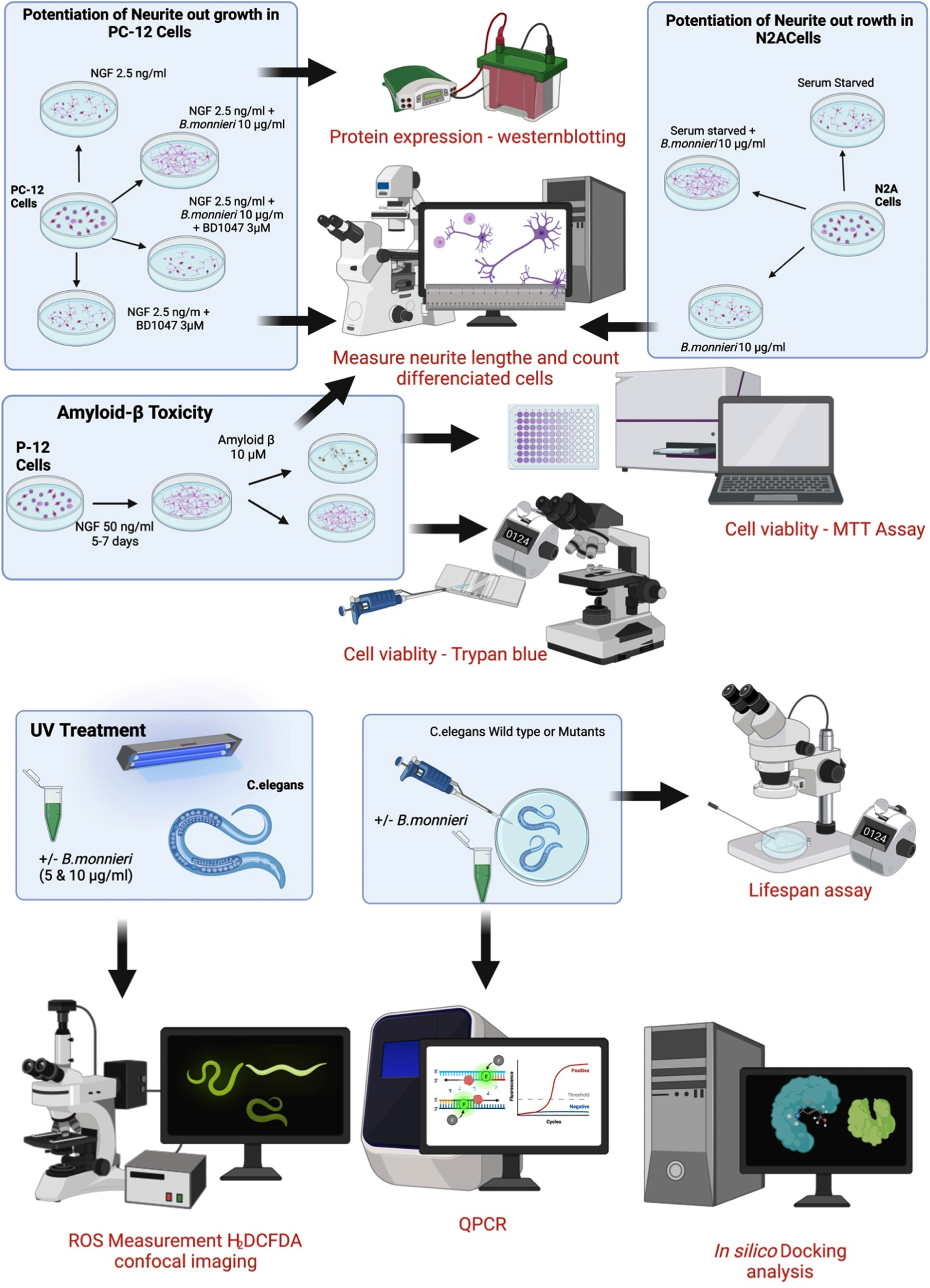 Summary of experimental cell culture and C. elegans procedures used in this study.