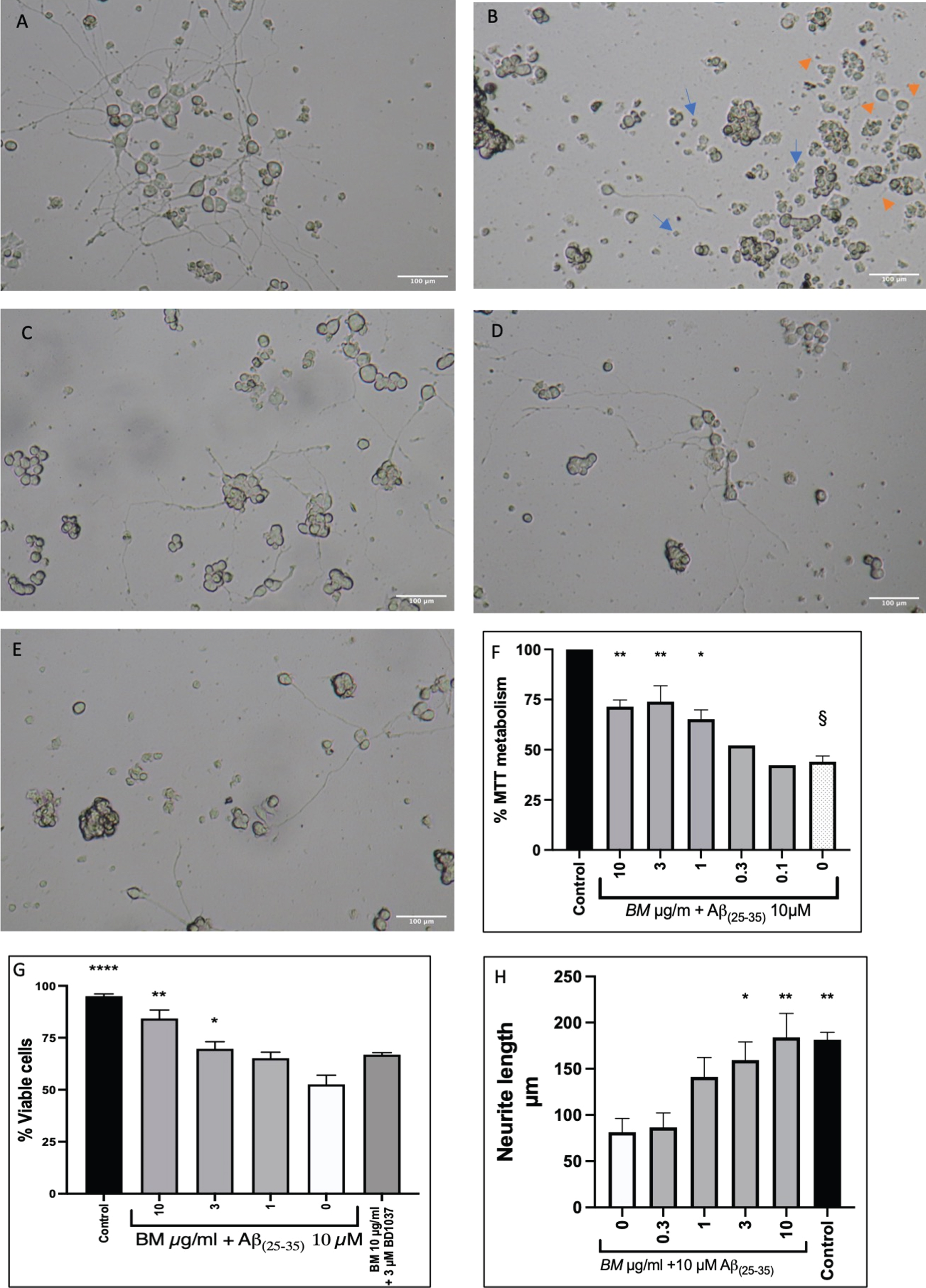 Protective effect of BM in Aβ(25-35) treated PC-12 cells. A Control cells (NGF 50 ng/ml difficilitated PC-12 cells). B Differentiated PC-12 cells treated with Aβ(25-35)10 μM. The image shows shrunken cells (Blue arrows) and damaged neurites (orange arrows). C Differentiated PC-12 cells treated with Aβ(25-35)10 μM and BM 3 μg/ml. D Differentiated PC-12 cells treated with Aβ(25-35) 10 μM and BM 1 μg/ml. E Differentiated PC-12 cells treated with Aβ(25-35) 10 μM and BM 0.3 μg/ml. F BM dose-dependently improved cell survival in PC-12 cells treated with 10 μM Aβ(25-35). G Cell viability quantified by Trypan blue exclusion assay. H Quantification of neurite damage by Aβ(25-35). Means±SEM from 3 independent experiments; * statistical significance compared to 10 μM Aβ(25-35) treated cells ANOVA followed by Dunnett’s post hoc test p < 0.05, **p < 0.01, ****p < 0.0011; §statistical significance compared to control cells ANOVA, followed by Dunnett’s post hoc test p < 0.0001.