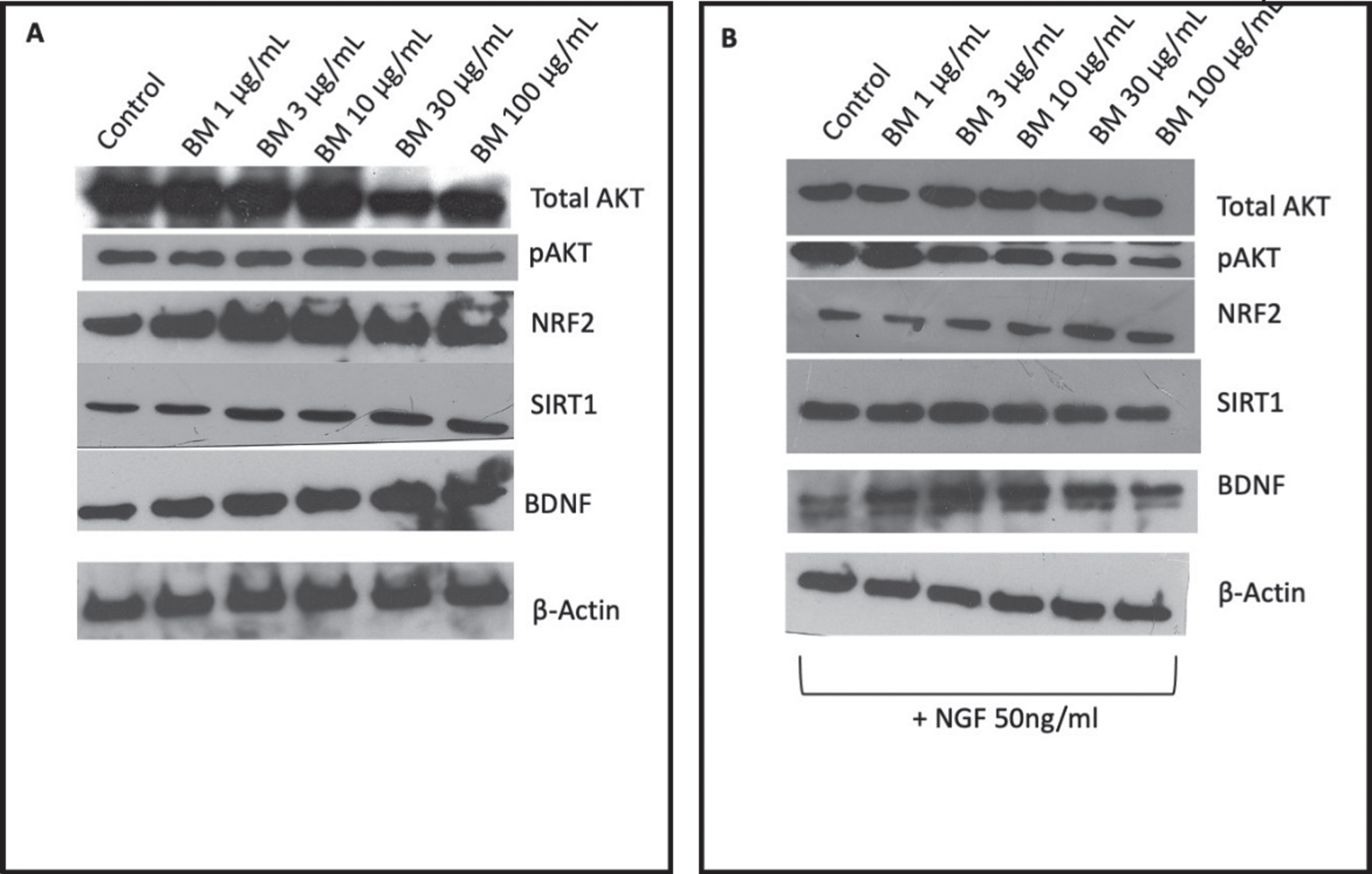 Representative images of western blot analysis of PC-12 cells protein expression in response to varying concentrations of BM A in the absence of NGF; B in the presence of 50 ng/ml NGF. C Densities analyzed with Image J from three independent repeats in the presence of BM and absence of NGF. D Densities analyzed with Image J from three independent repeats in the presence of BM and NGF. The significant difference in protein expression measured by ANOVA followed by Dunnett’s post hoc test. (*p < 0.05, **p < 0.01, ****p < 0.0001).
