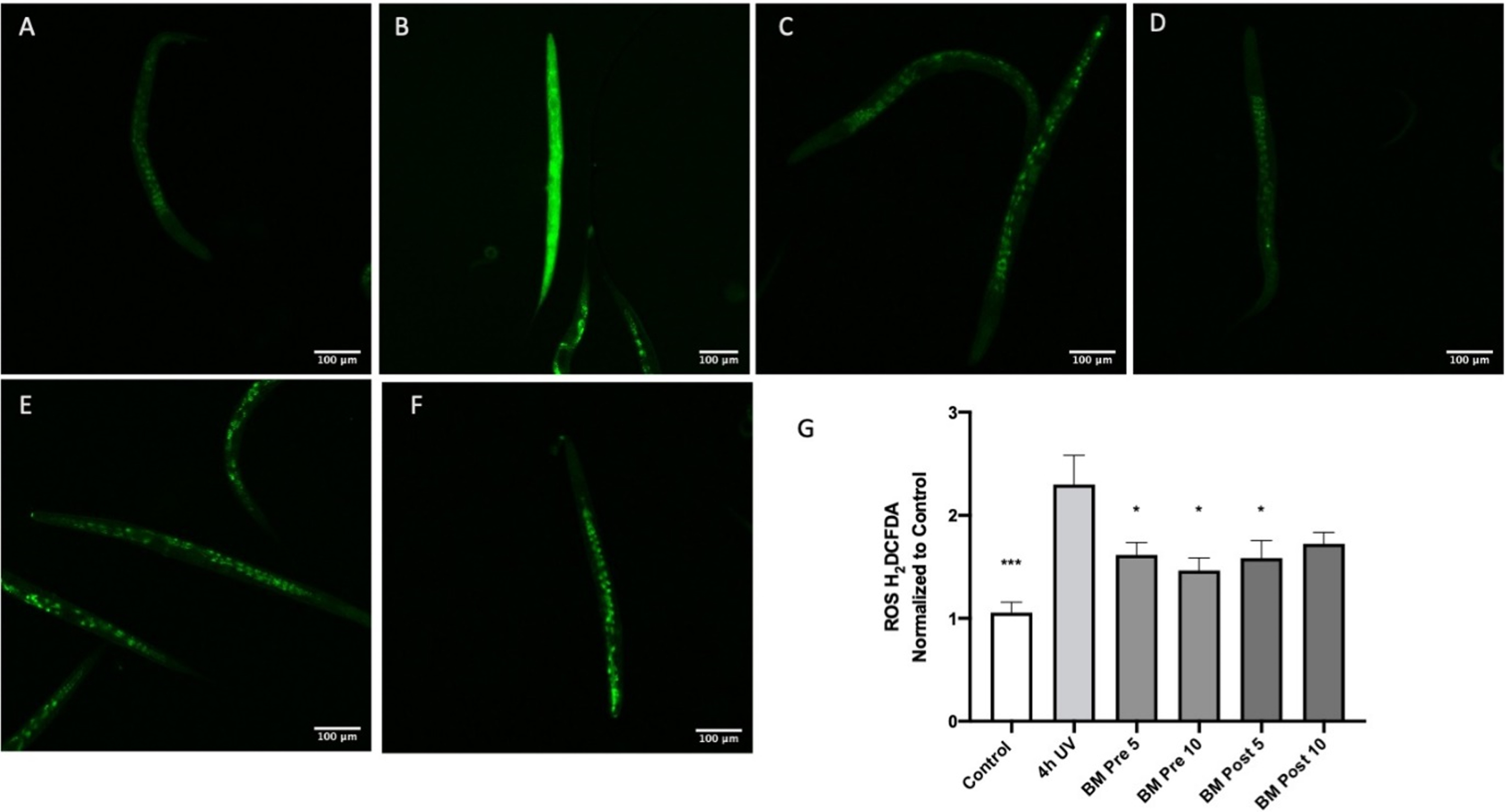 The antioxidant effect of BM in worms exposed to UV-A: A Control; B Four hours of UV-A exposure; C Pretreatment with BM 5 μg/ml and four hours of UV-A exposure; D Pretreatment with BM 10 μg/ml and four hours of UV-A exposure; E Four hours of UV-A exposure, followed by treatment with BM 5 μg/ml; F Four hours of UV-A exposure, followed by treatment with BM 10 μg/ml; G Image J analysis of H2CDFDA fluorescence normalized to control worms. *p < 0.05, ***p < 0.001 using ANOVA followed by Dunnett’s post hoc multiple comparisons test.